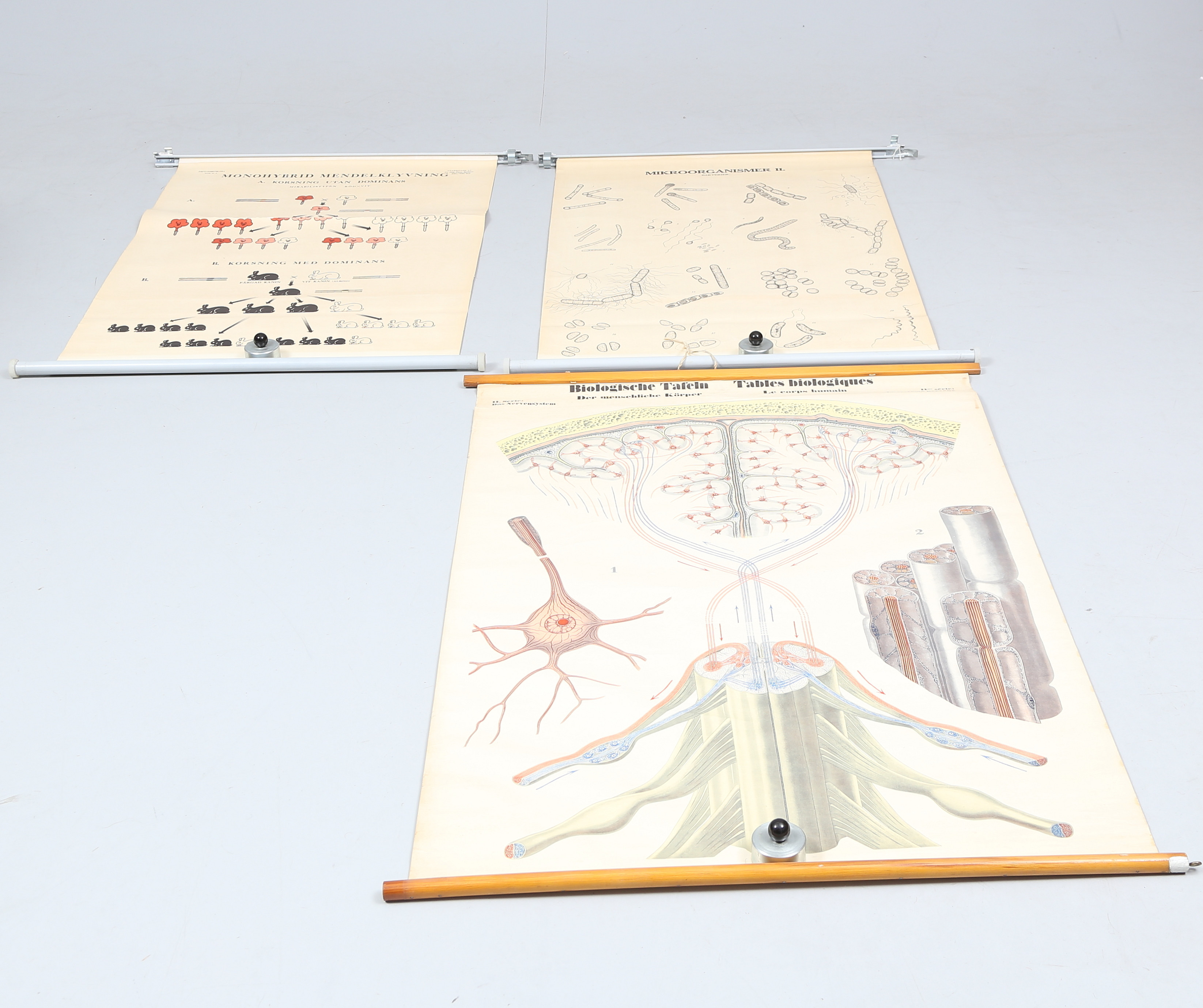 SKOLPLANSCHER, 3 st, bl.a. Mikroorganismer II.