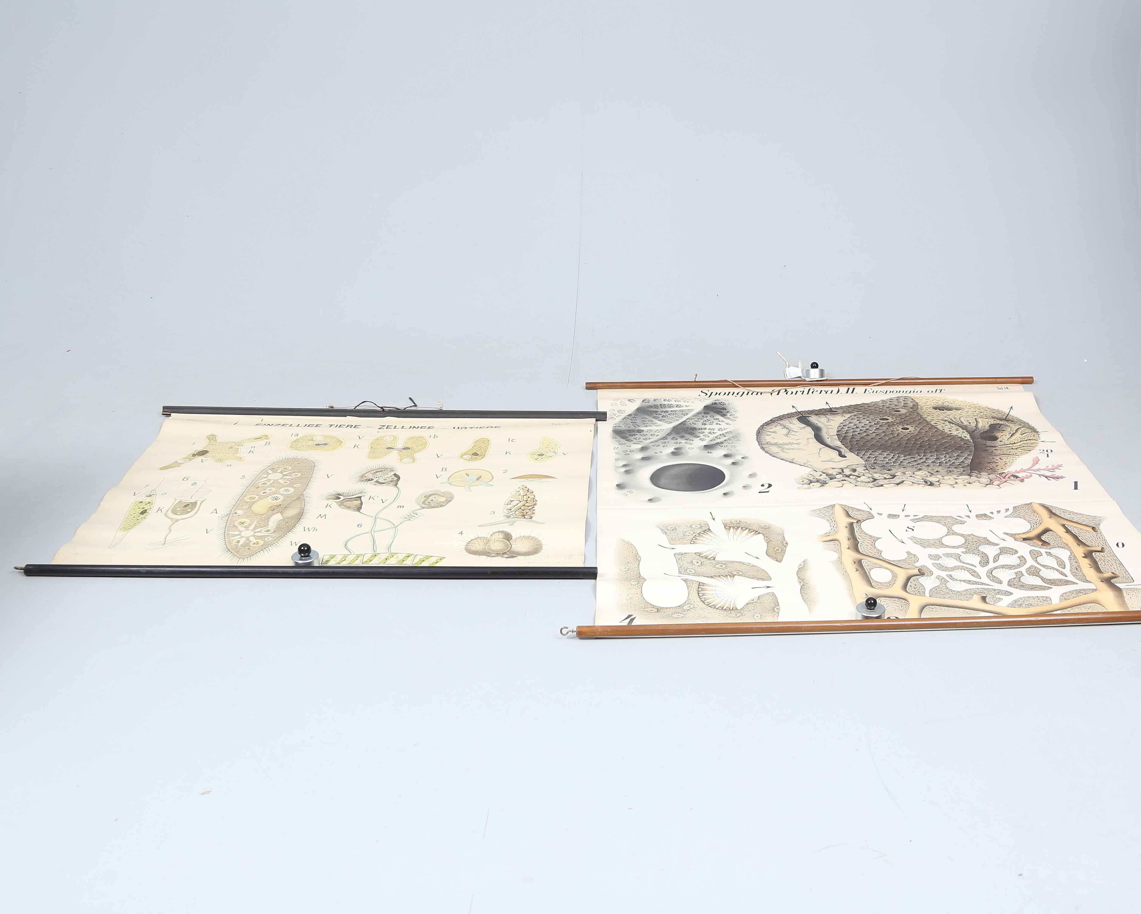 SKOLPLANSCHER, 2 st, bl.a. Spongiae(Porifera) II.