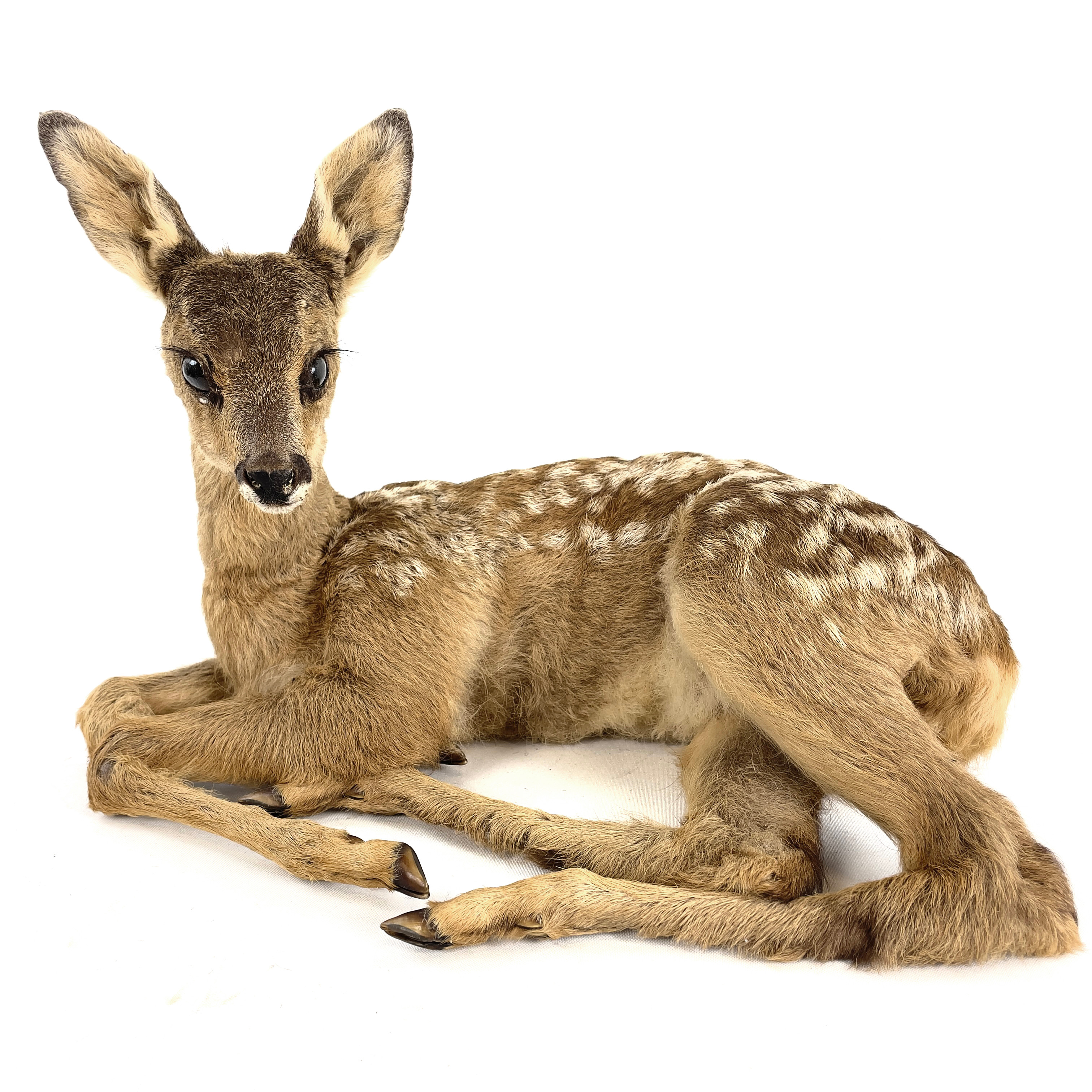 RÅDJURSKID, taxidermi.