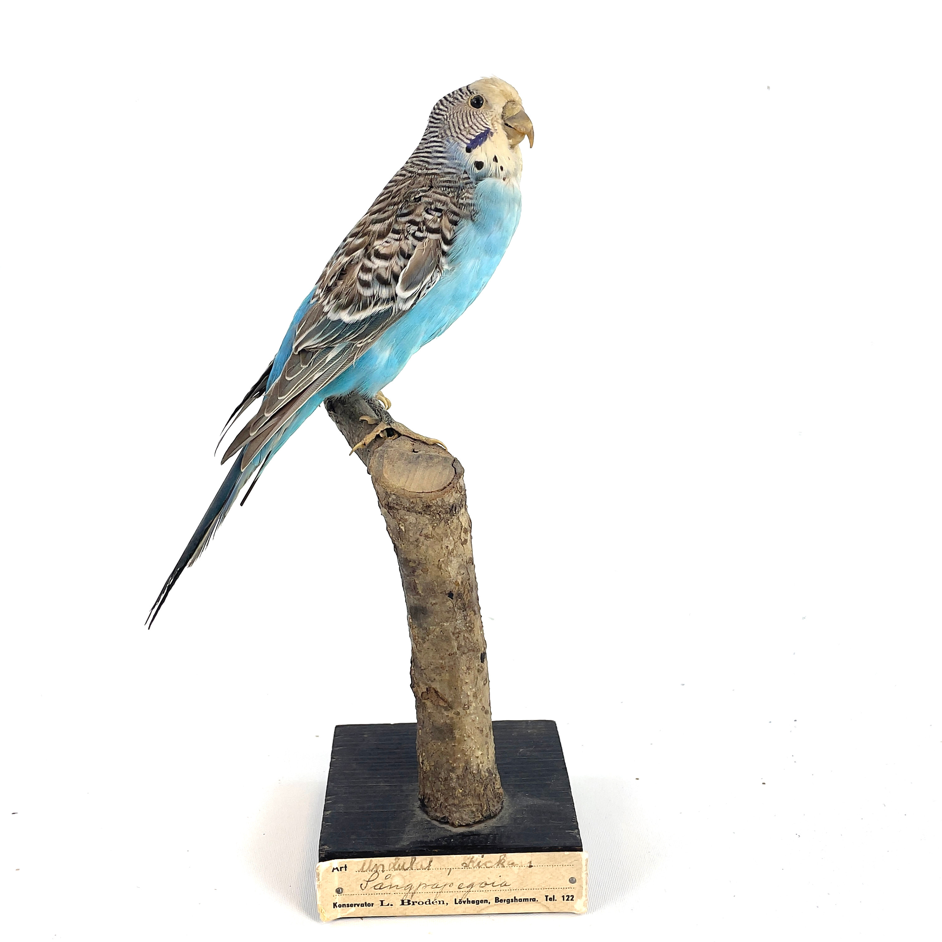 UNDULAT. Taxidermi, konservator L. Brodén, 1900-tal.