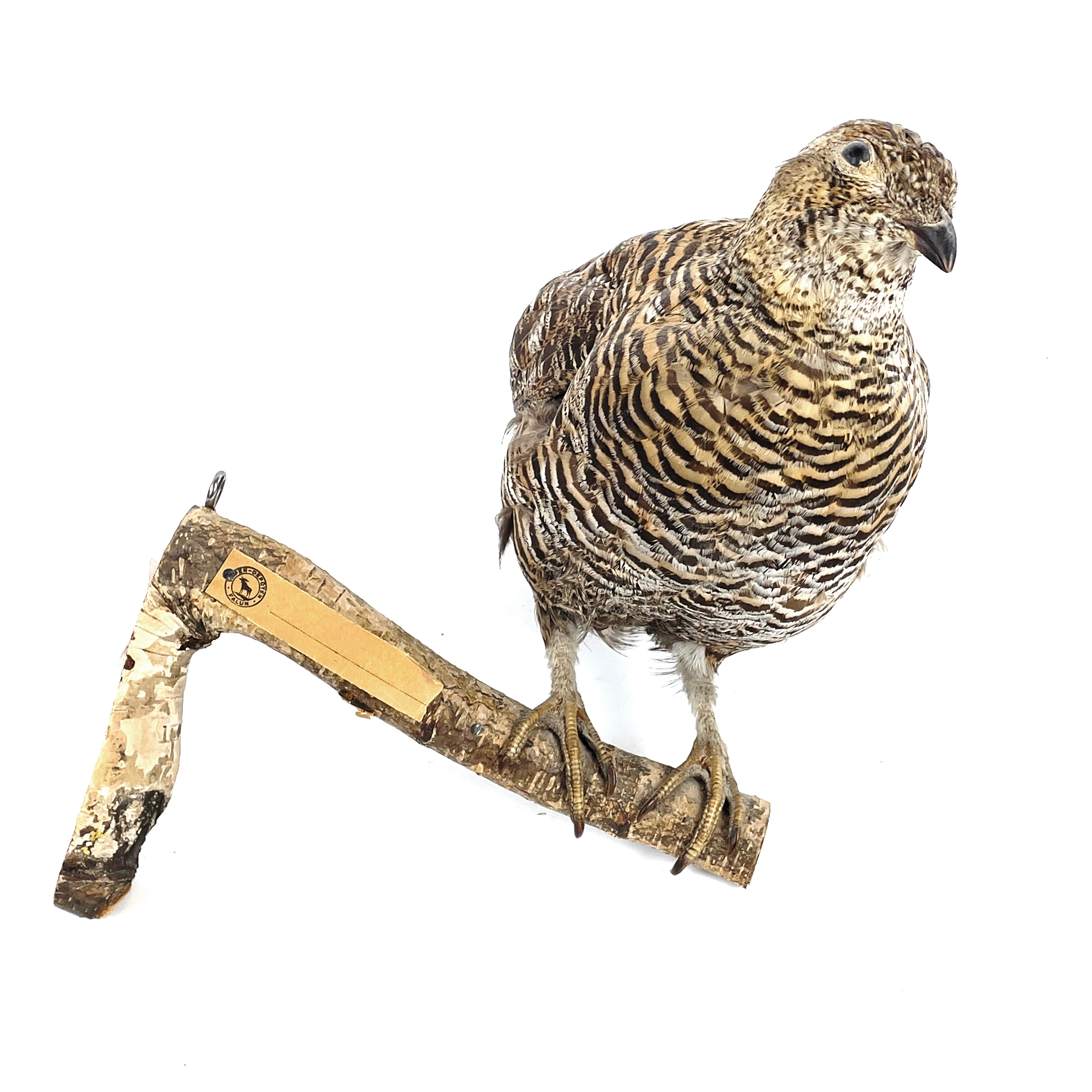 ORRHÖNA, på trädgren. Taxidermi, 1900-tal.