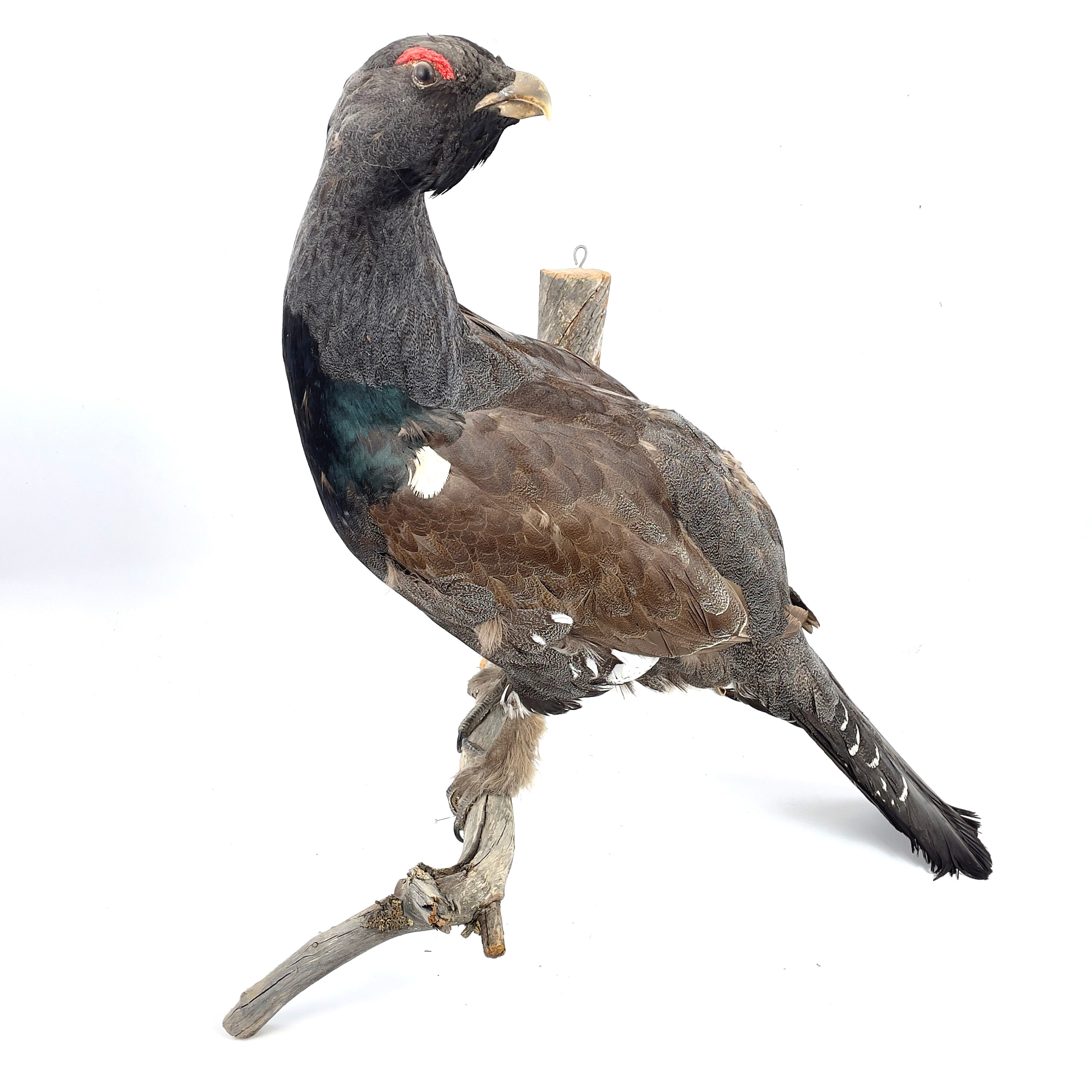 TJÄDERTUPP, på gren. Taxidermi, 1900-tal.
