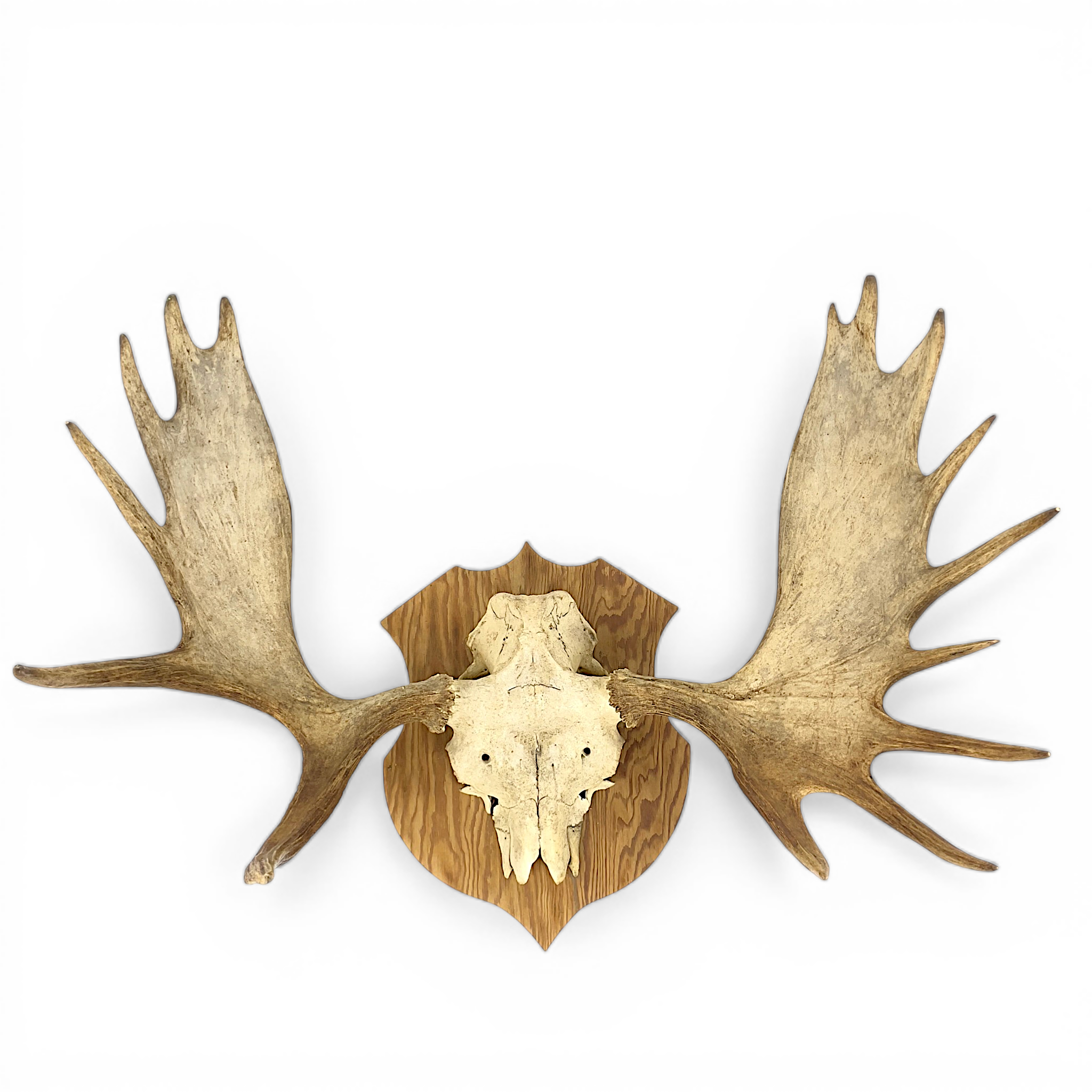 JAKTROFÉ. Älghorn, 15-taggare, monterad på träsköld.