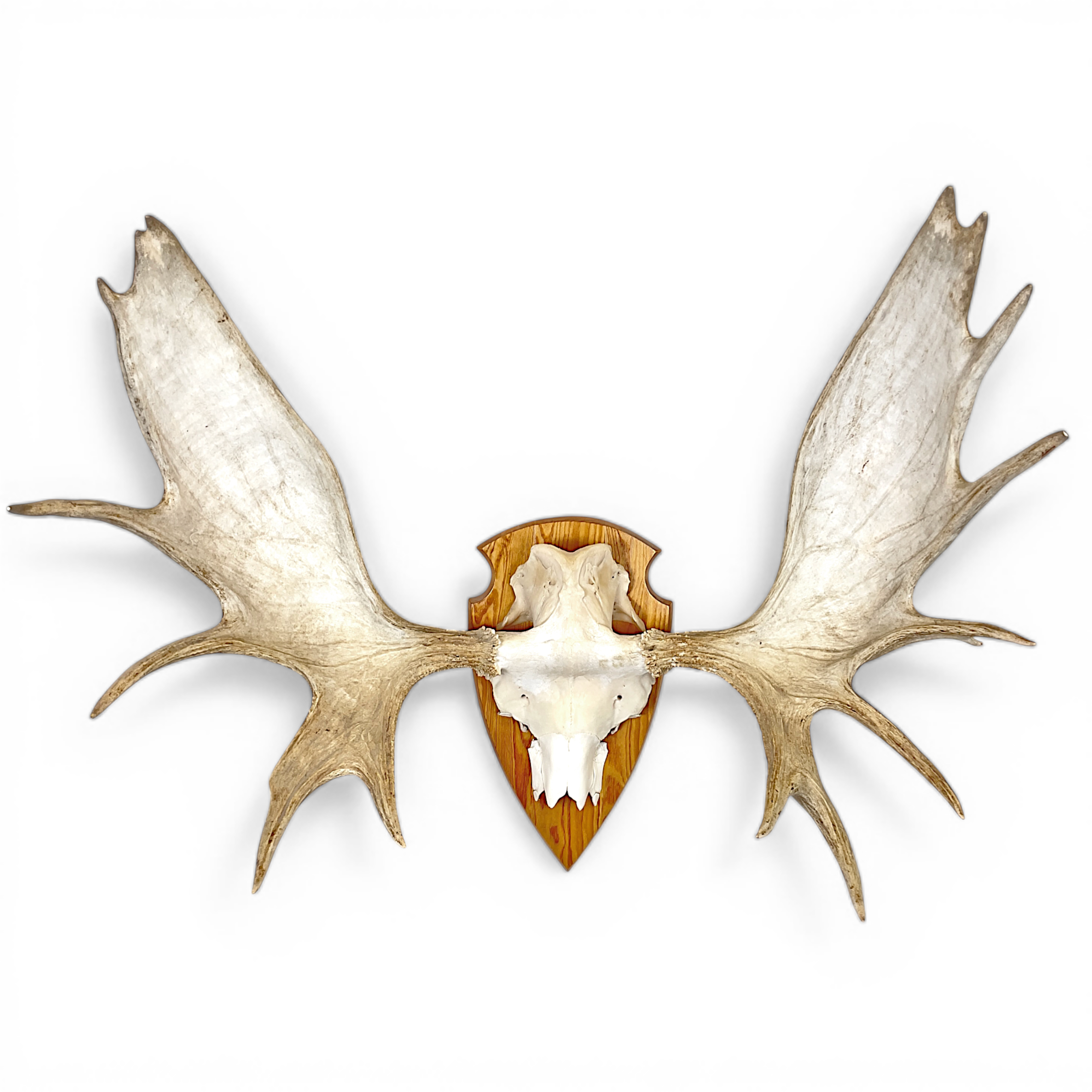 JAKTROFÉ. Älghorn, 16-taggare, monterad på träsköld, med medföljande hornmedalj.