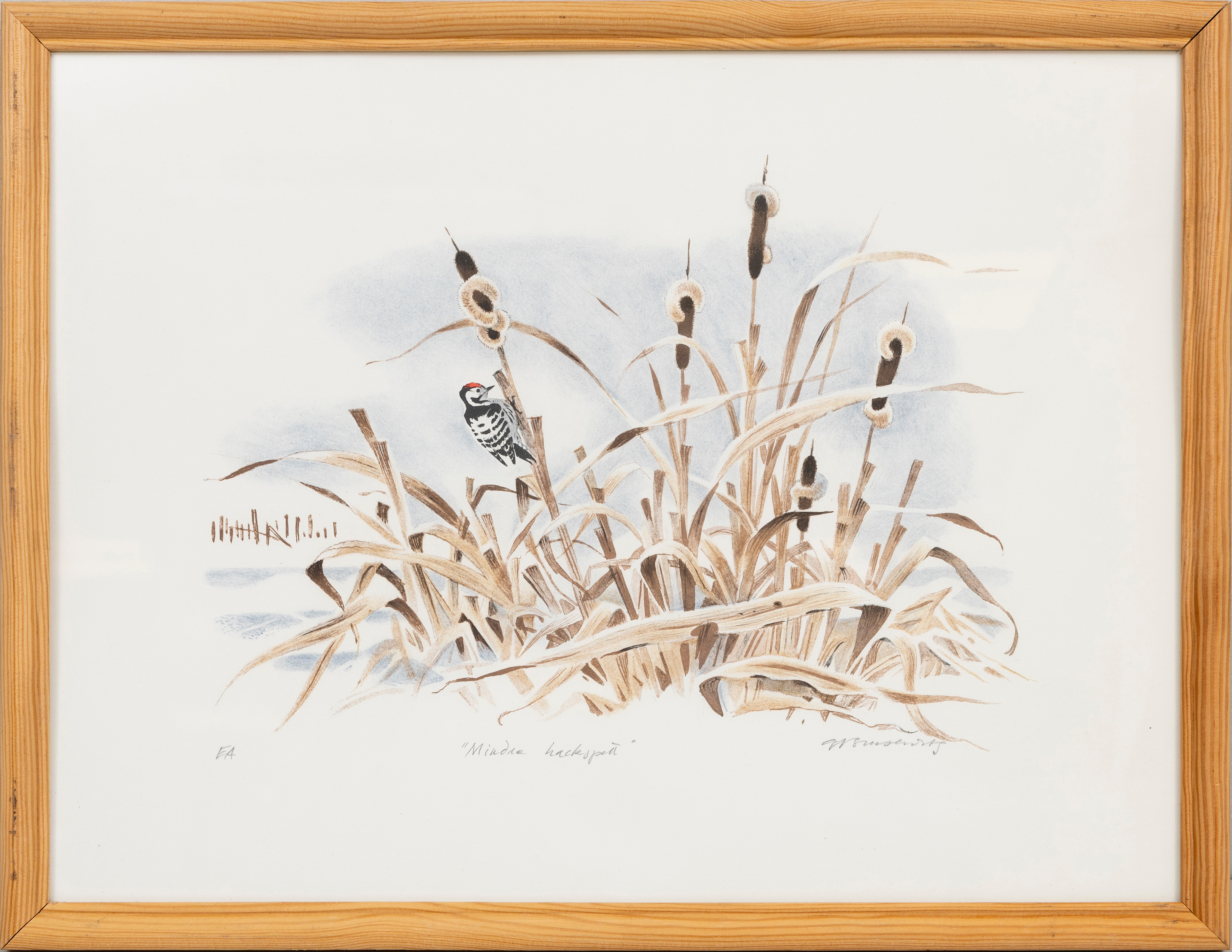 GUNNAR BRUSEWITZ. "Mindre hackspett", färglitografi, signerad, EA.