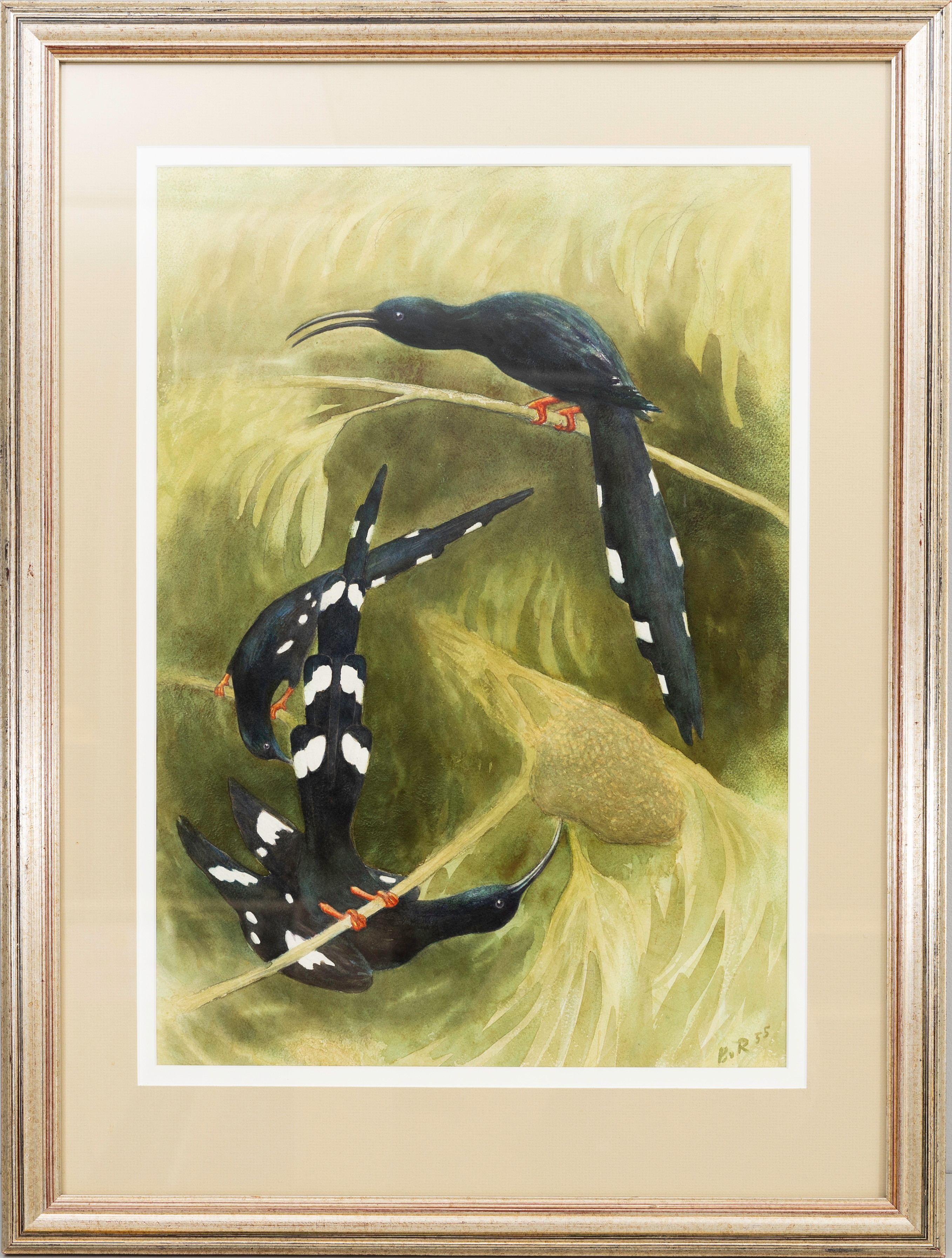 BJÖRN VON ROSEN (1905-1989). Skratthärfåglar, akvarell på papper, signerad BvR, daterad 55.