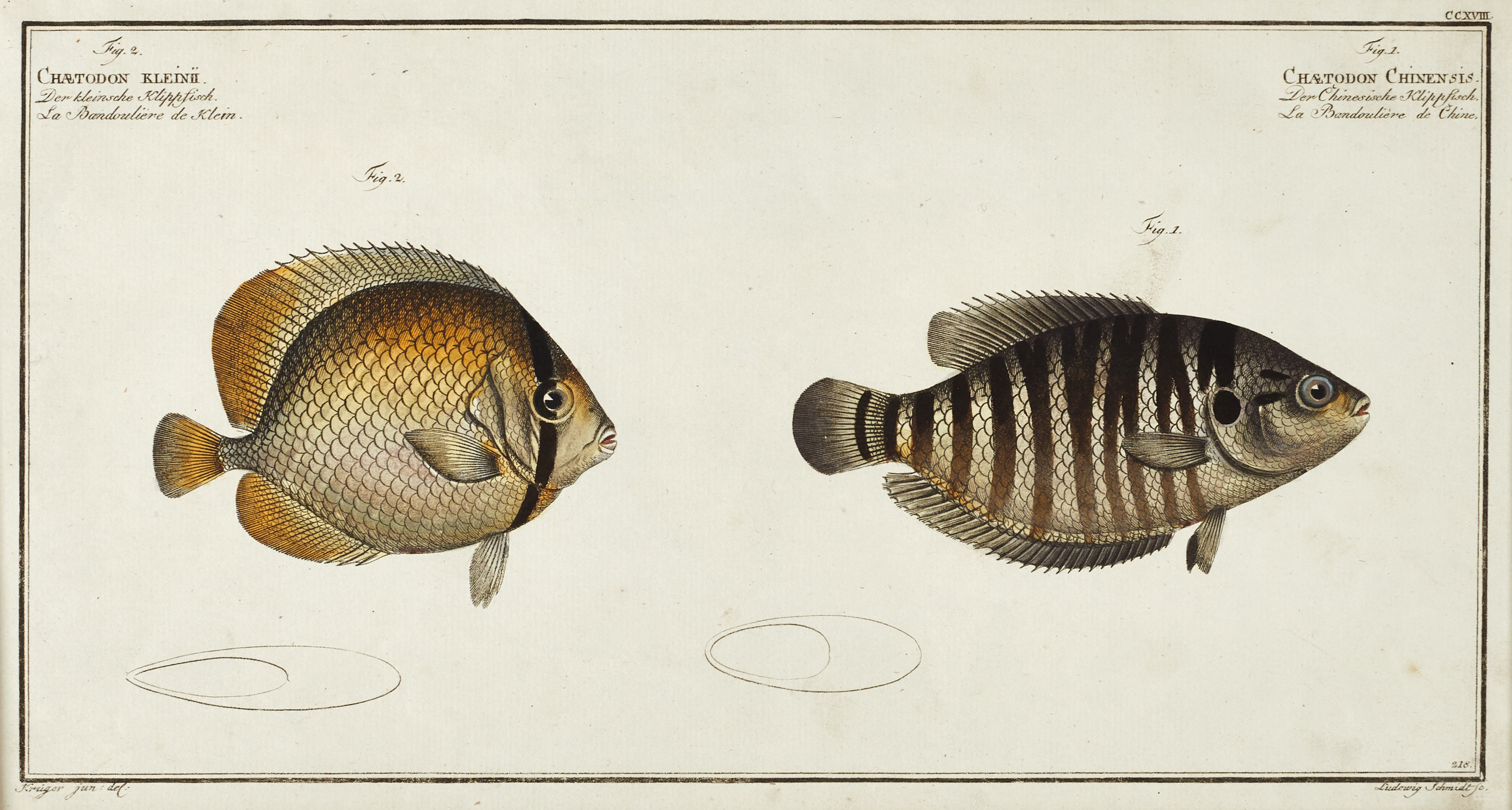 BLOCH, illustration av fiskar, ur "Allgemeine Naturgeschichte der Fische"/"Ichtyologie", 1782-1795.
