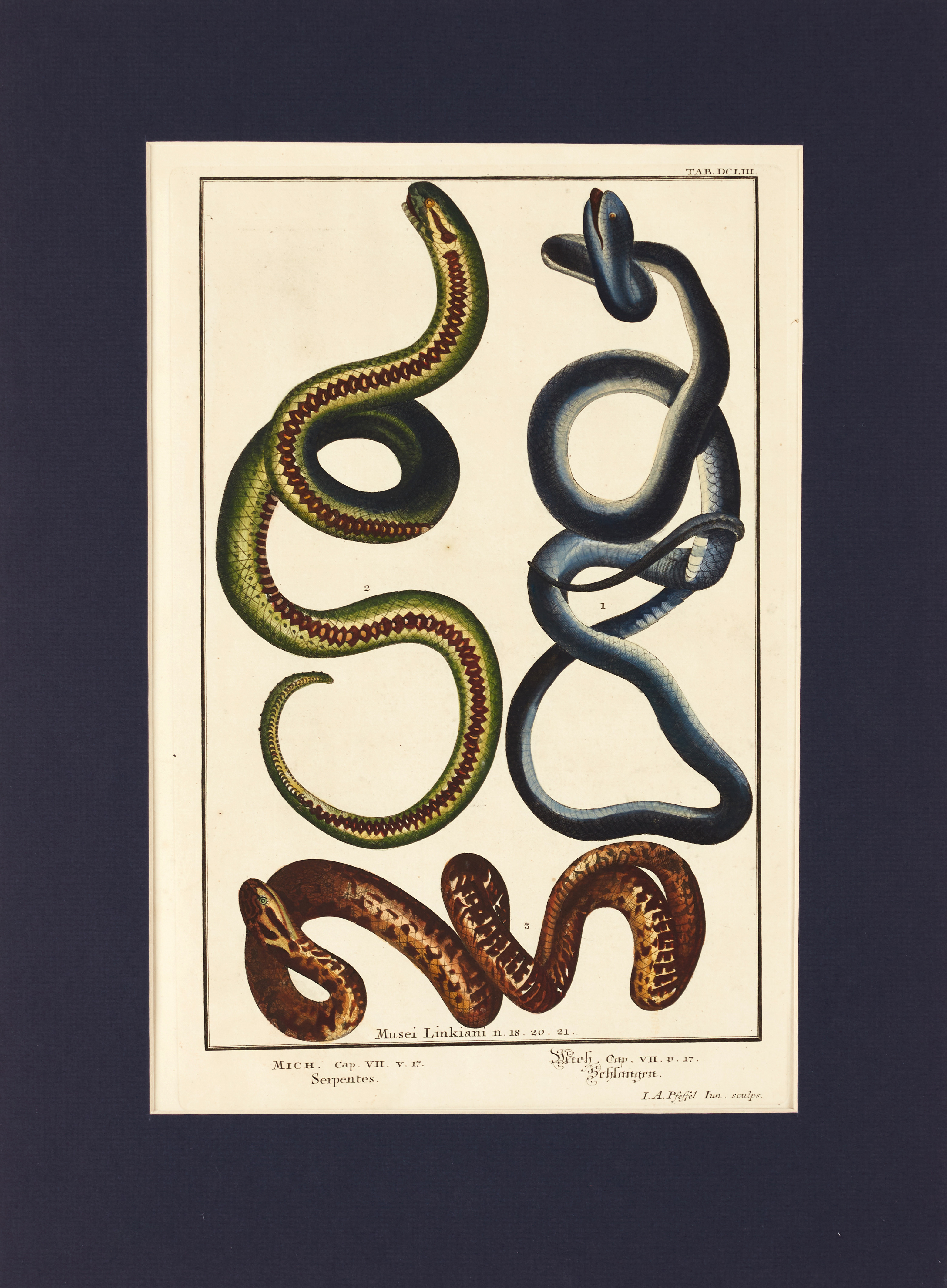 SCHEUCHZER/PFEFFEL, (2) illustrationer av ormar, ur "Physica Sacra. Musei Linkiani", 1731-1735.
