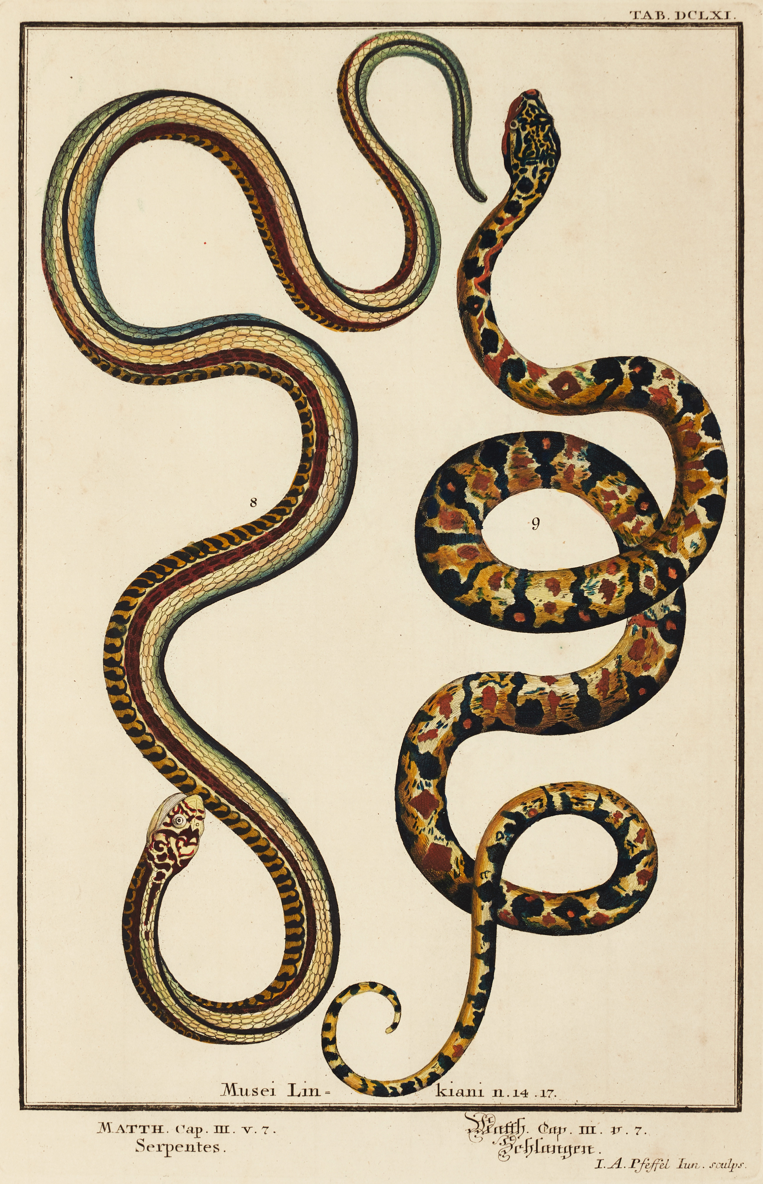SCHEUCHZER/PFEFFEL, (2) illustrationer av ormar, ur "Physica Sacra. Musei Linkiani", 1731-1735.