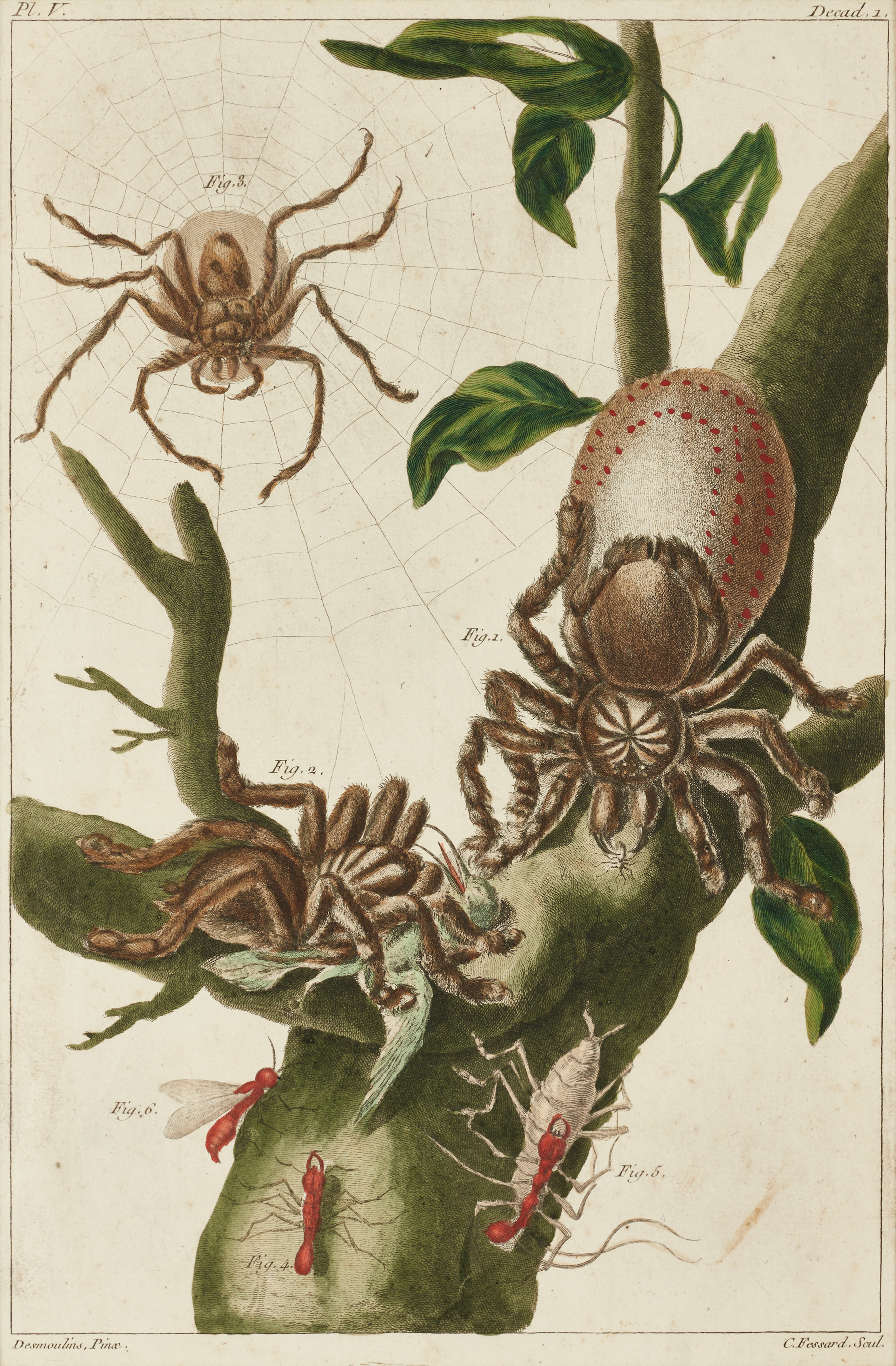 BUC'HOZ, illustration av spindlar och myror, ur "Premiere [-Seconde] Centurie de Planches Enluminees et Non Enluminees Representant au Naturel", [1775]-81. BUFFON, illustration av fladdermöss ur "Histoire Naturelle, 1749-1788.