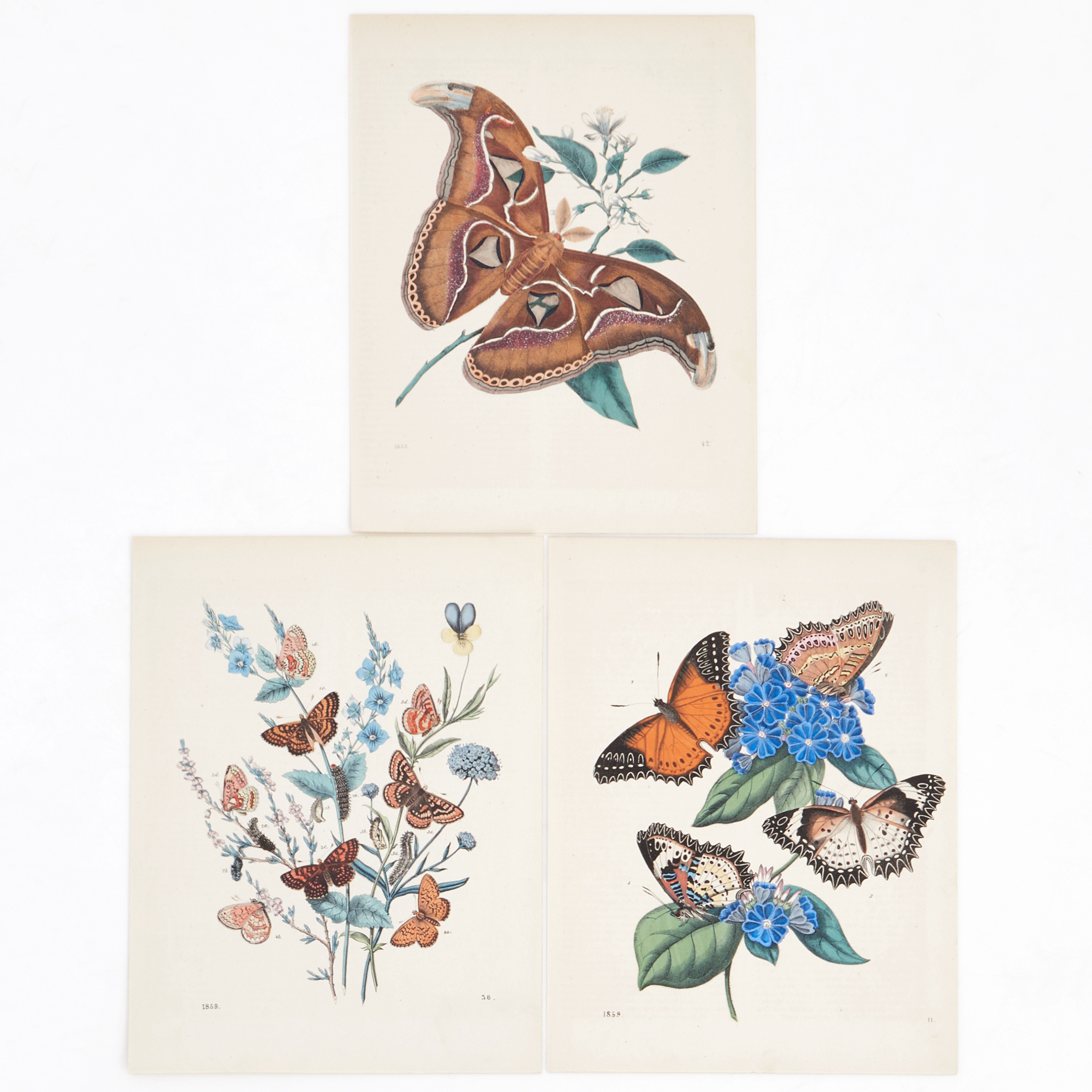 HOFFMANN, (7) illustrationer av insekter ur olika upplagor av "Das Buch der Welt", (1857), 1858 och 1859.