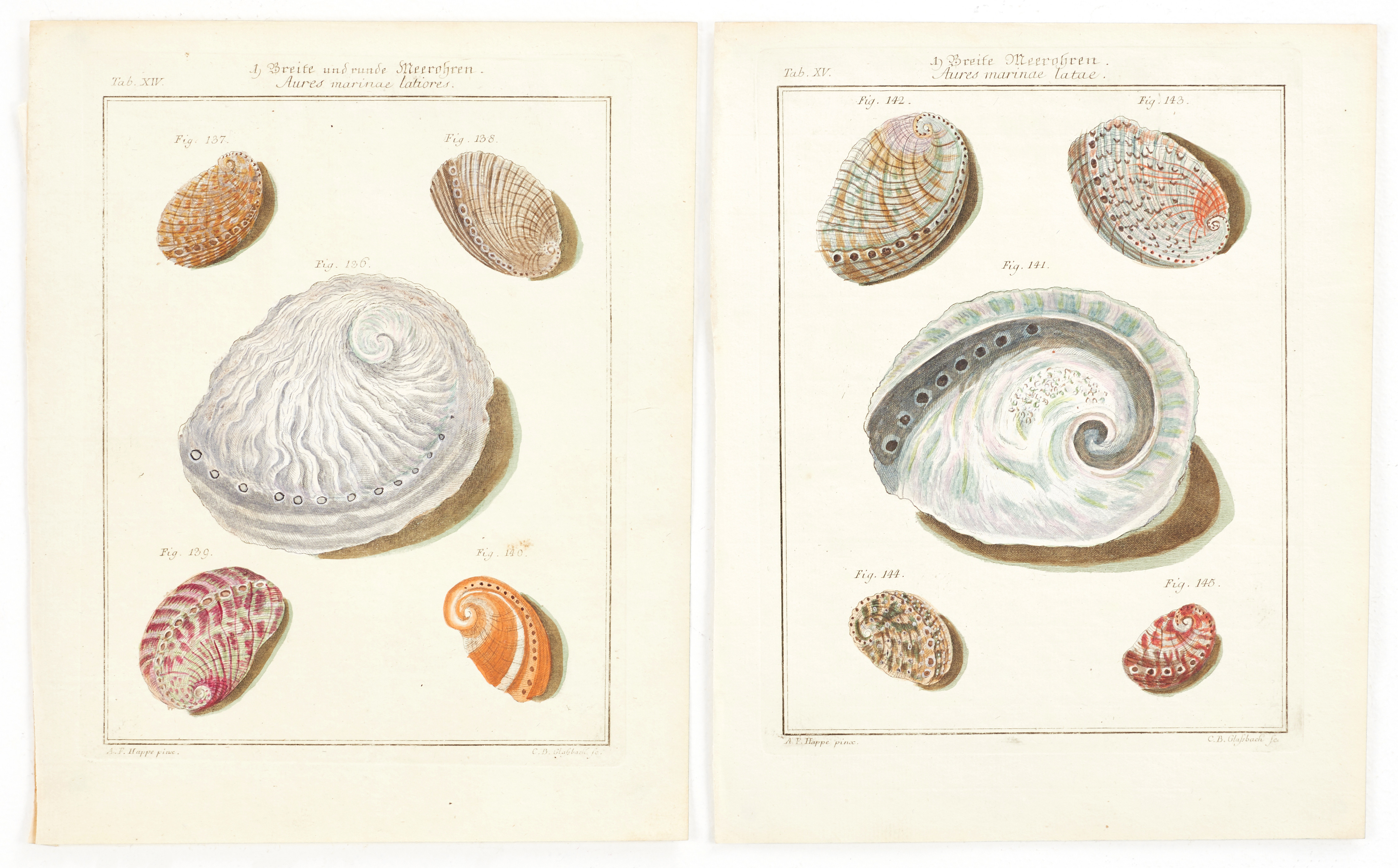 MARTINI, (2) illustrationer av snäckor, ur "Neues systematisches Conchylien-Cabinet ", Vol I, 1769.