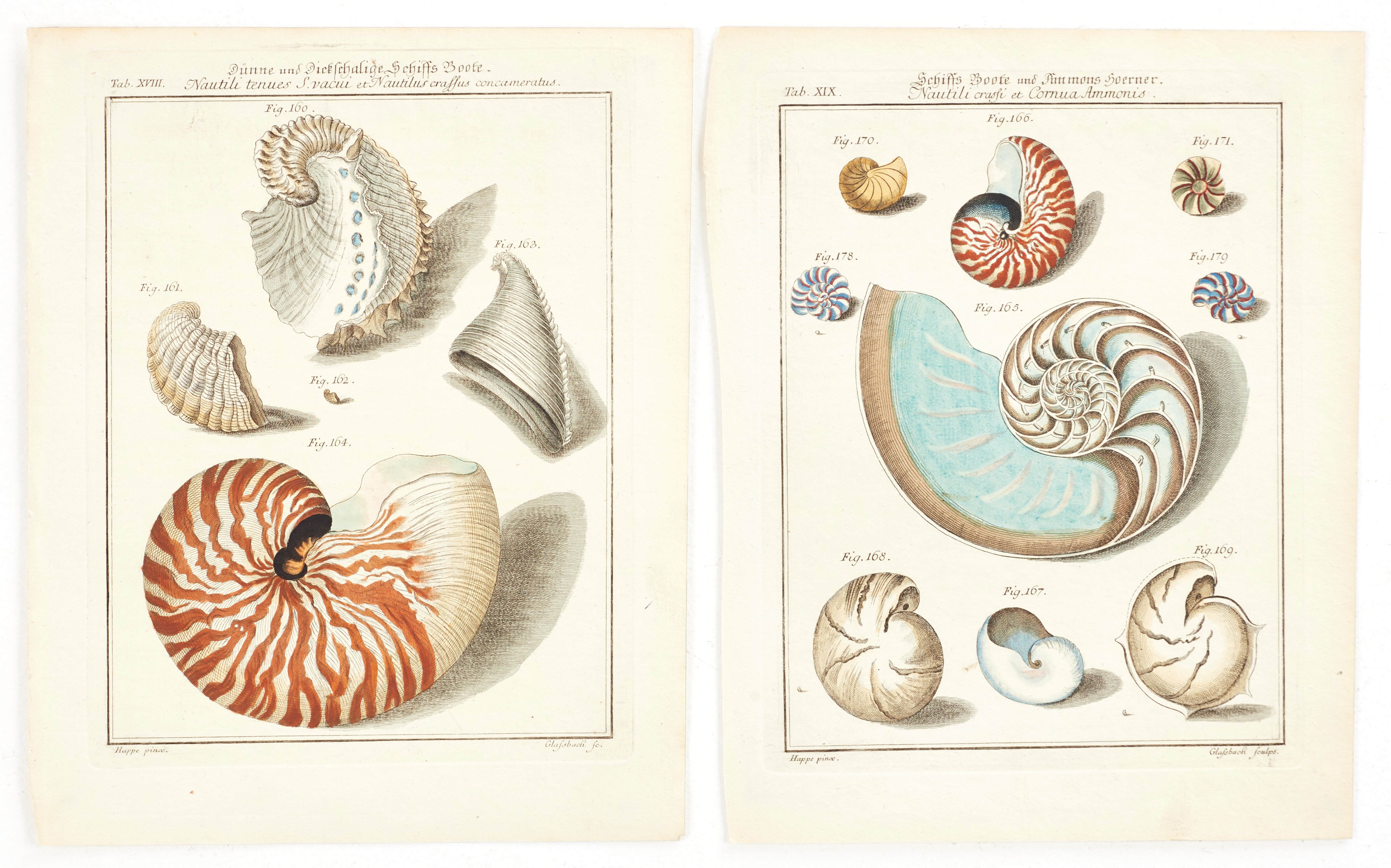 MARTINI, (2) illustrationer av snäckor, ur "Neues systematisches Conchylien-Cabinet ", Vol I, 1769.
