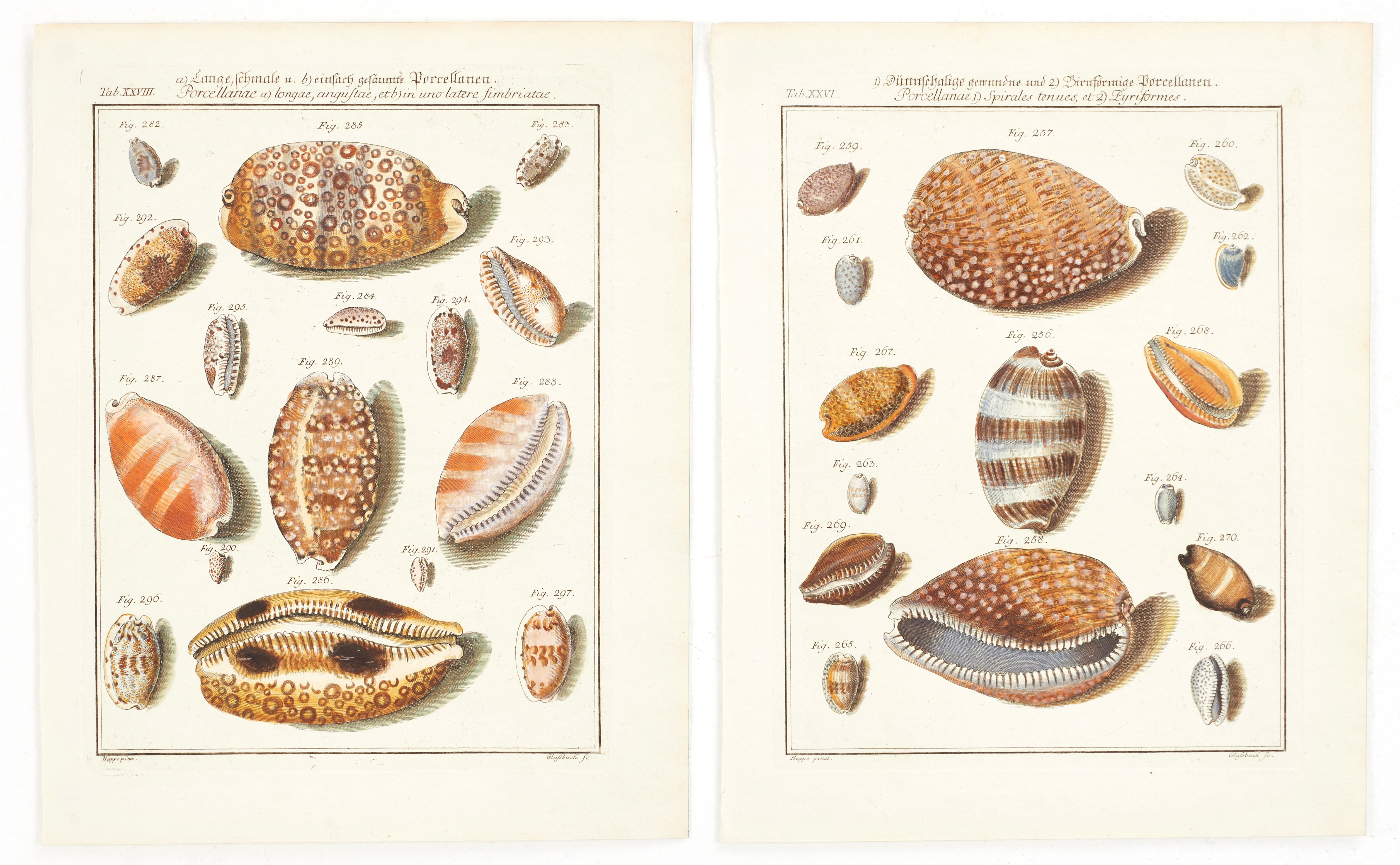 MARTINI, (2) illustrationer av snäckor, ur "Neues systematisches Conchylien-Cabinet ", Vol I, 1769.