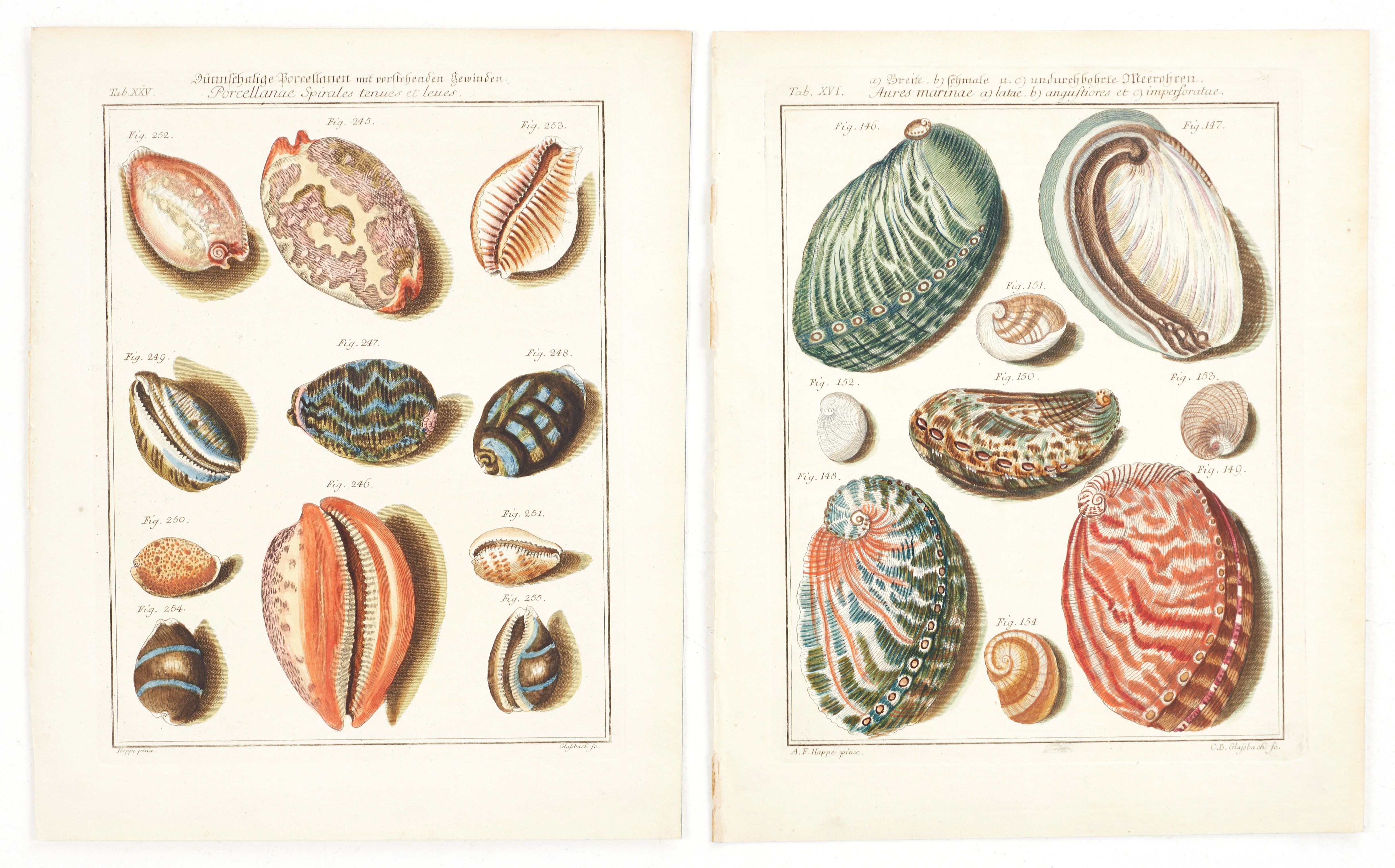 MARTINI, (2) illustrationer av snäckor, ur "Neues systematisches Conchylien-Cabinet ", Vol I, 1769.