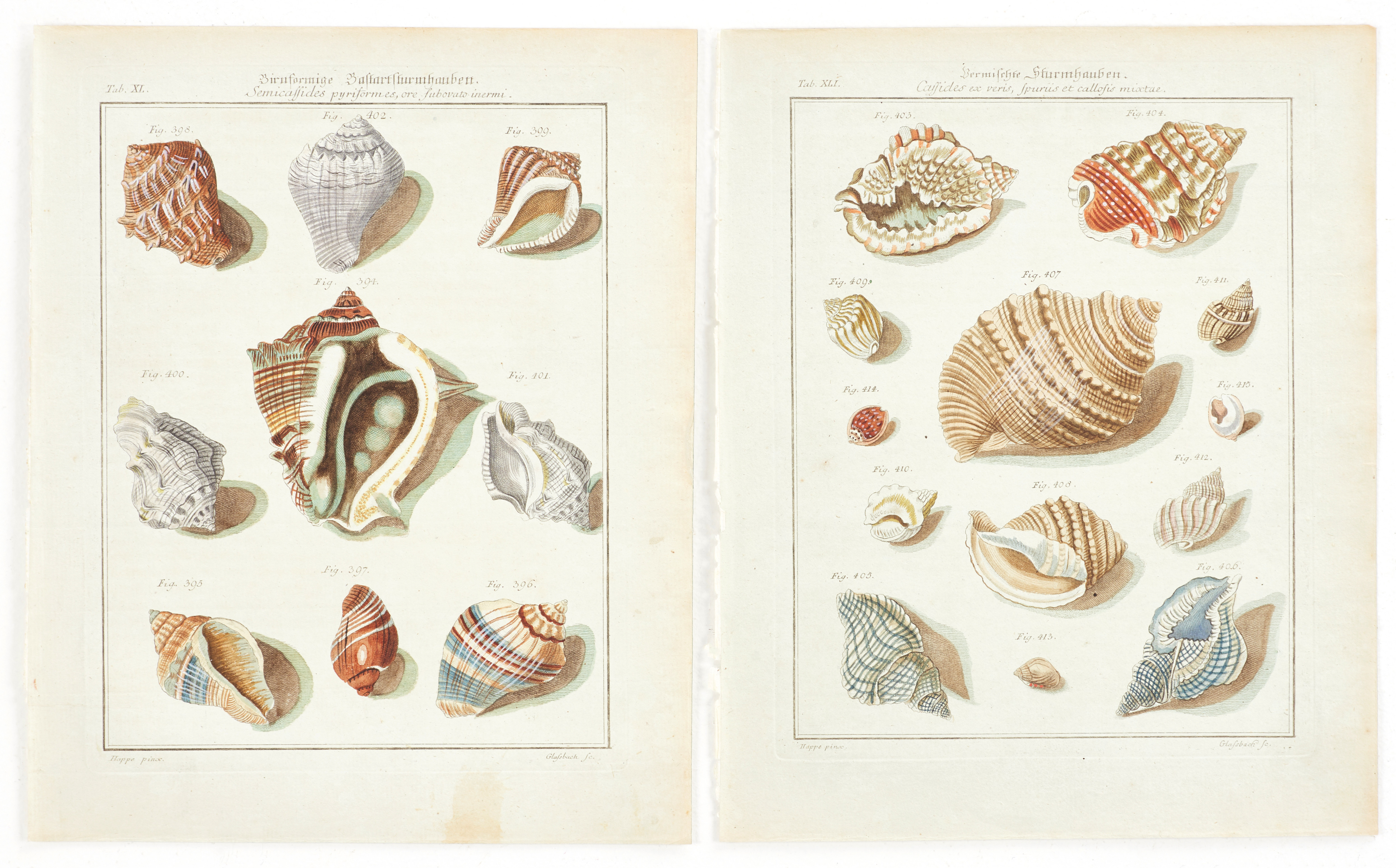 MARTINI, (2) illustrationer av snäckor, ur "Neues systematisches Conchylien-Cabinet ", Vol II, 1773.