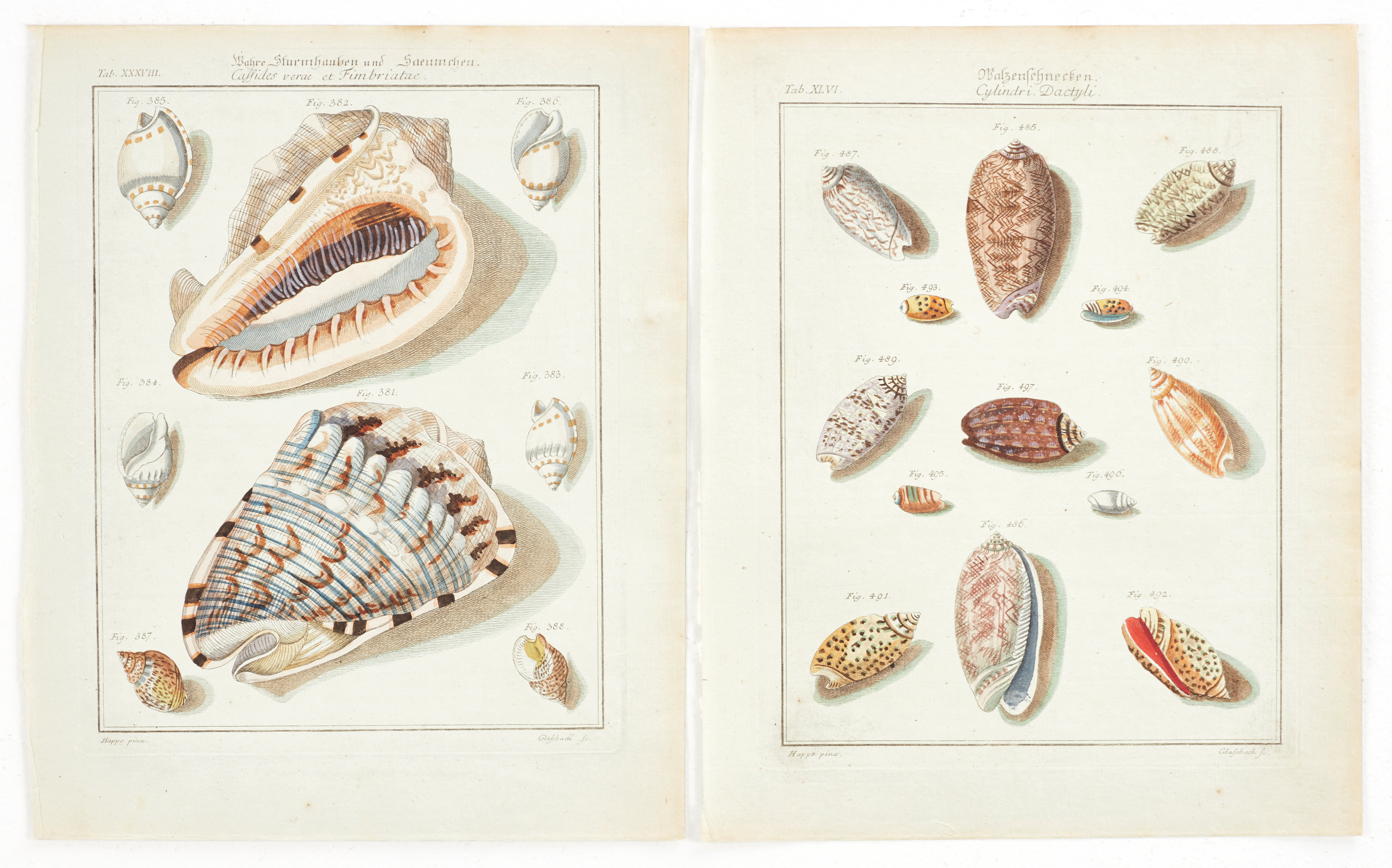 MARTINI, (2) illustrationer av snäckor, ur "Neues systematisches Conchylien-Cabinet ", Vol II, 1773.