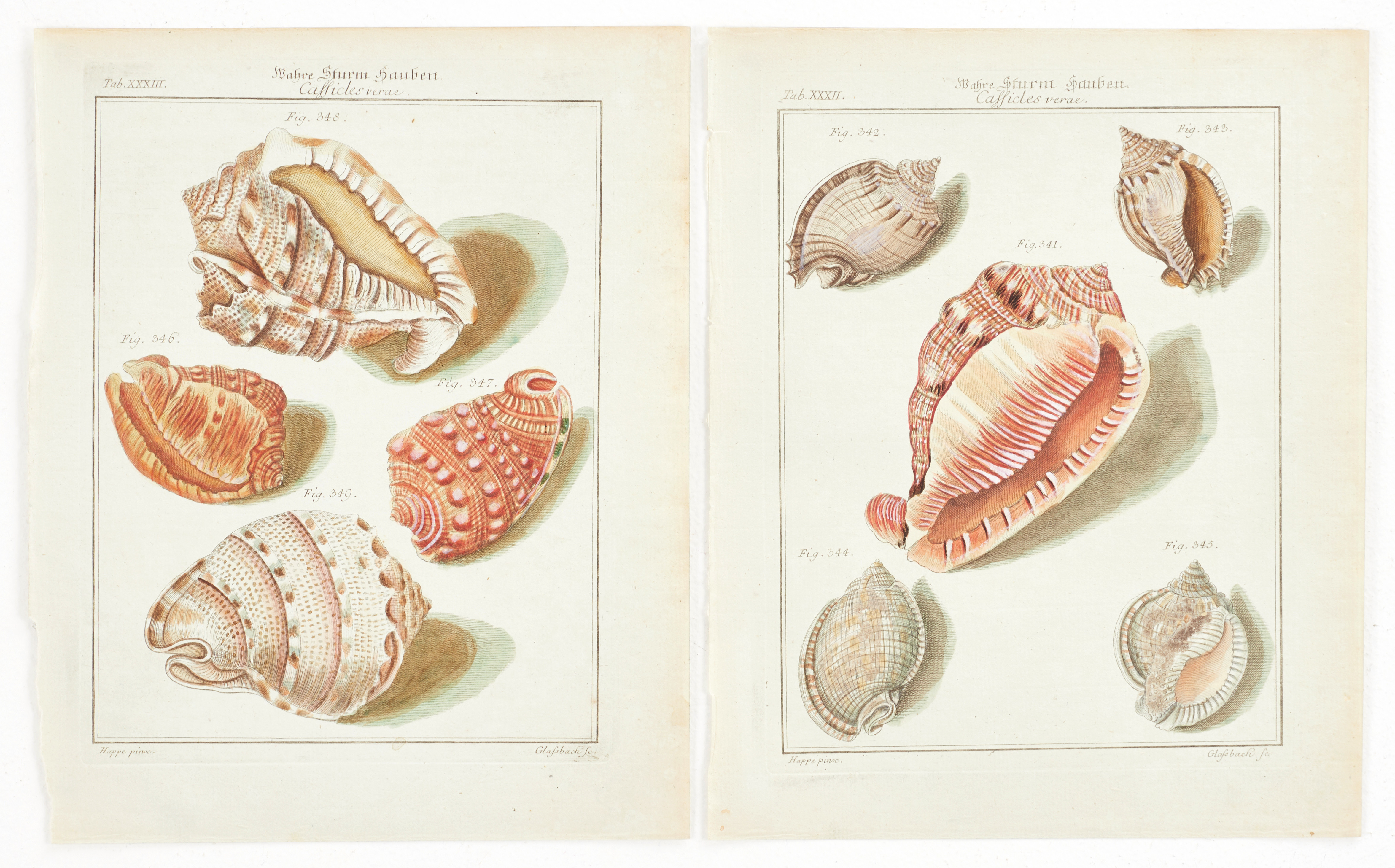 MARTINI, (2) illustrationer av snäckor, ur "Neues systematisches Conchylien-Cabinet ", Vol II, 1773.