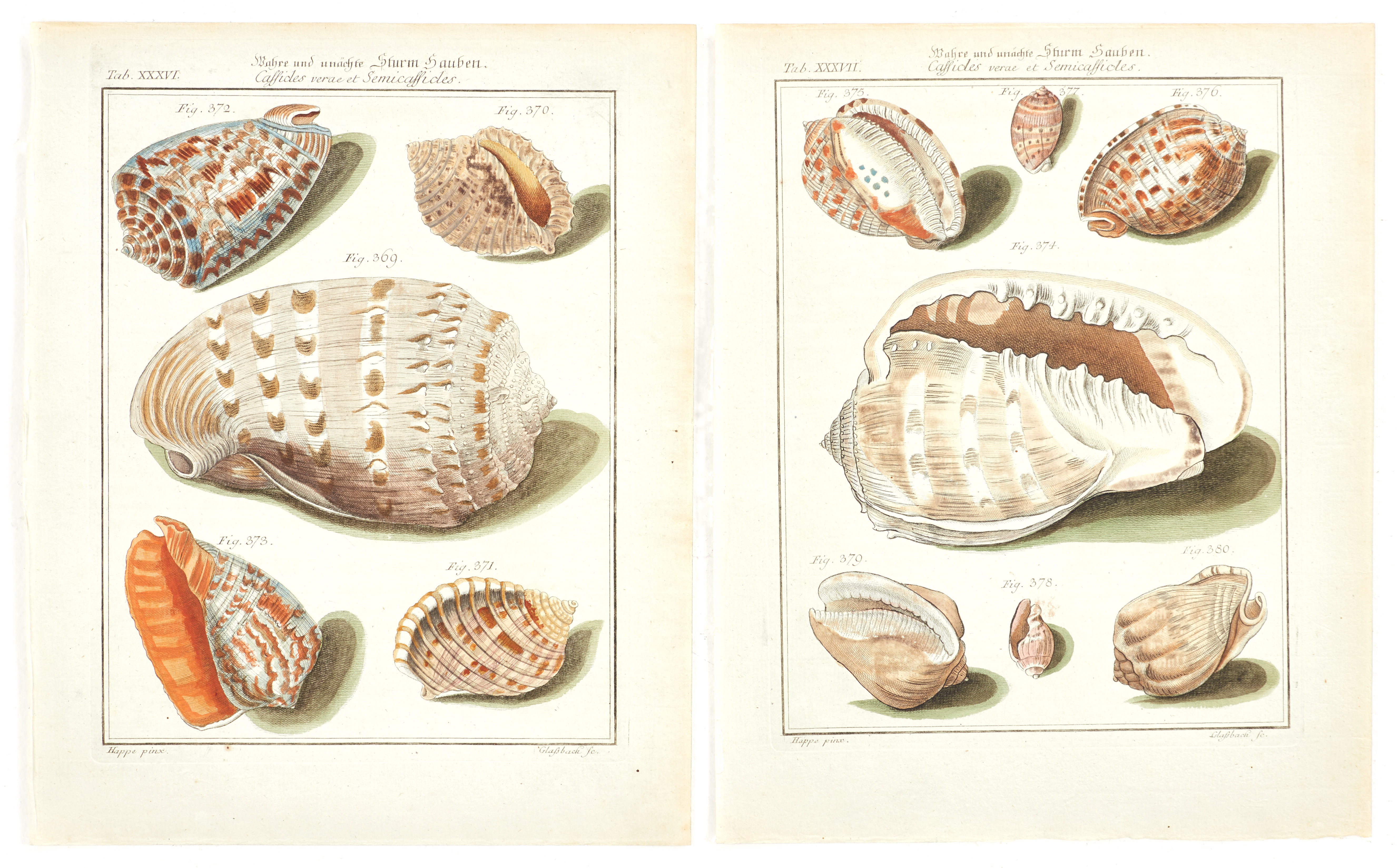 MARTINI, (2) illustrationer av snäckor, ur "Neues systematisches Conchylien-Cabinet ", Vol II, 1773.