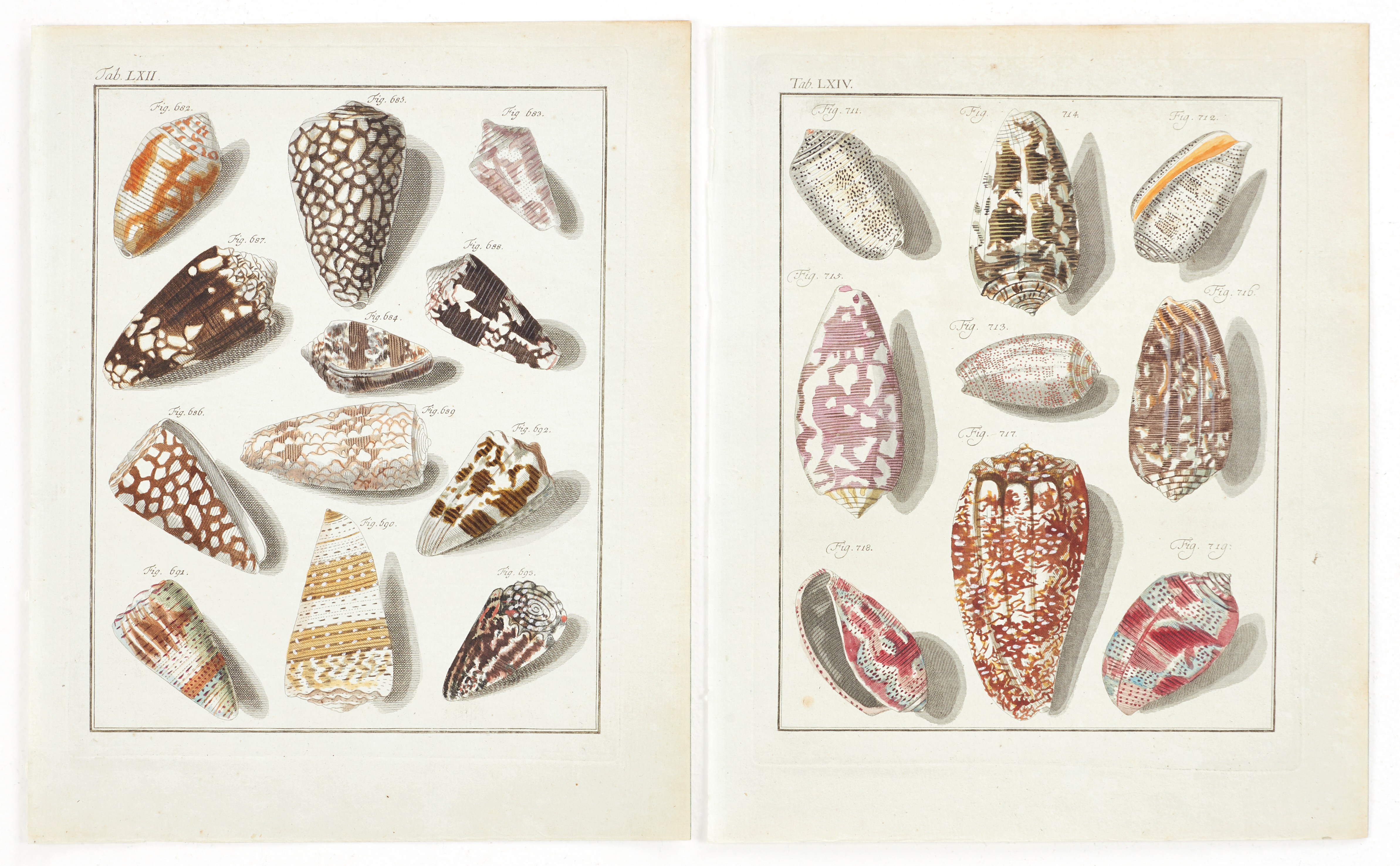 MARTINI, (2) illustrationer av snäckor, ur "Neues systematisches Conchylien-Cabinet ", Vol II, 1773.