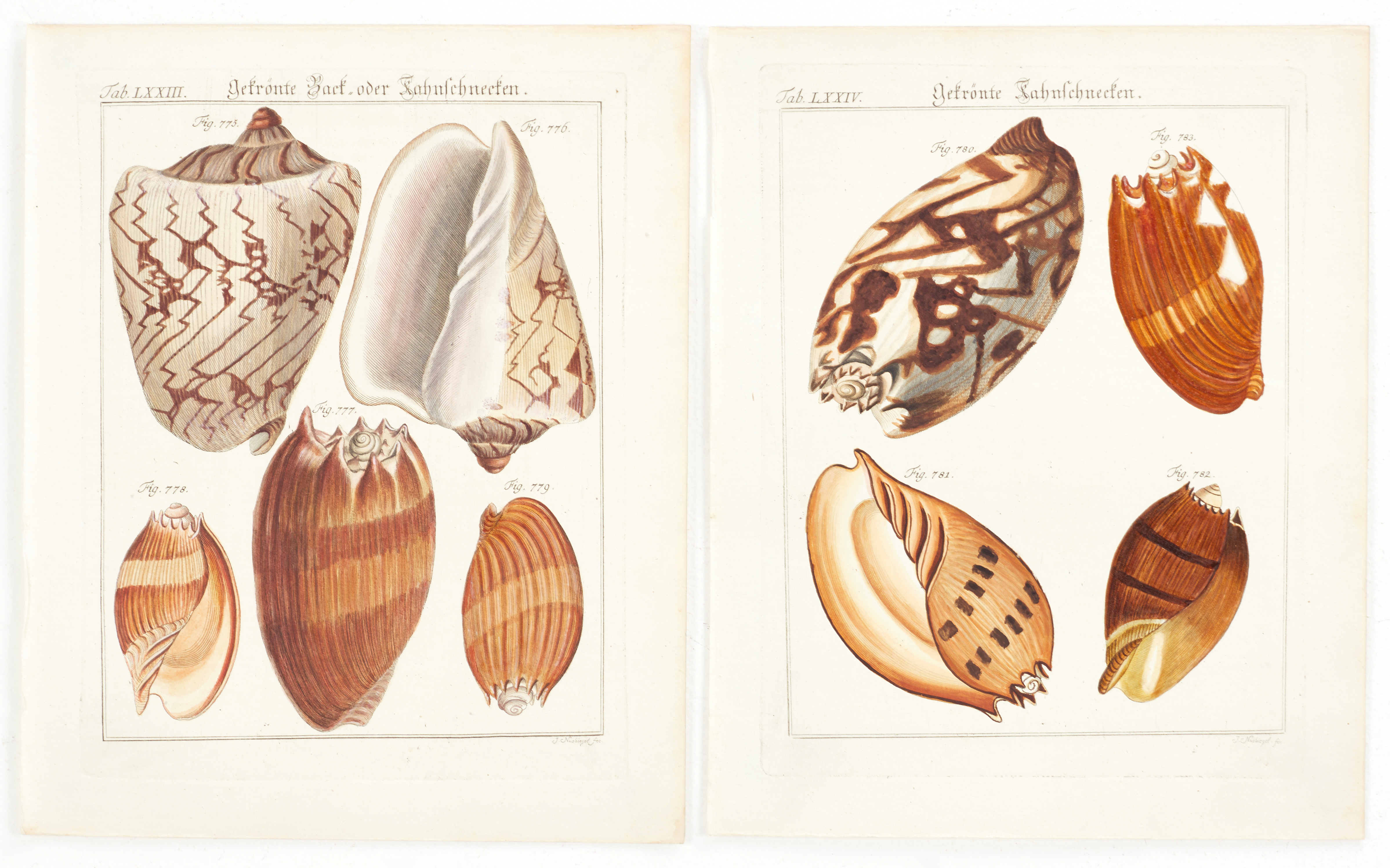 MARTINI, (2) illustrationer av snäckor, ur "Neues systematisches Conchylien-Cabinet ", Vol III, 1777.