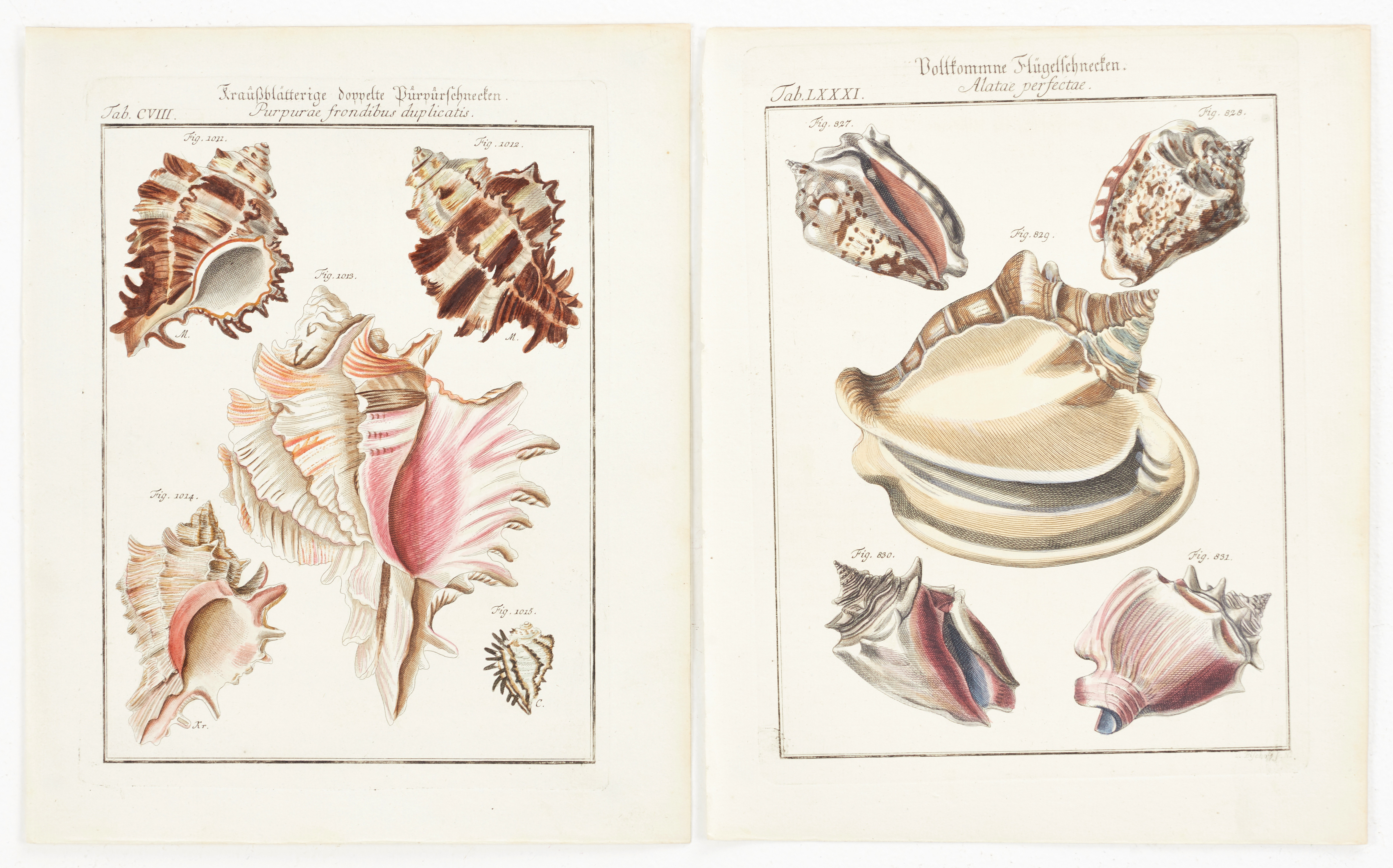 MARTINI, (2) illustrationer av snäckor, ur "Neues systematisches Conchylien-Cabinet ", Vol III, 1777.