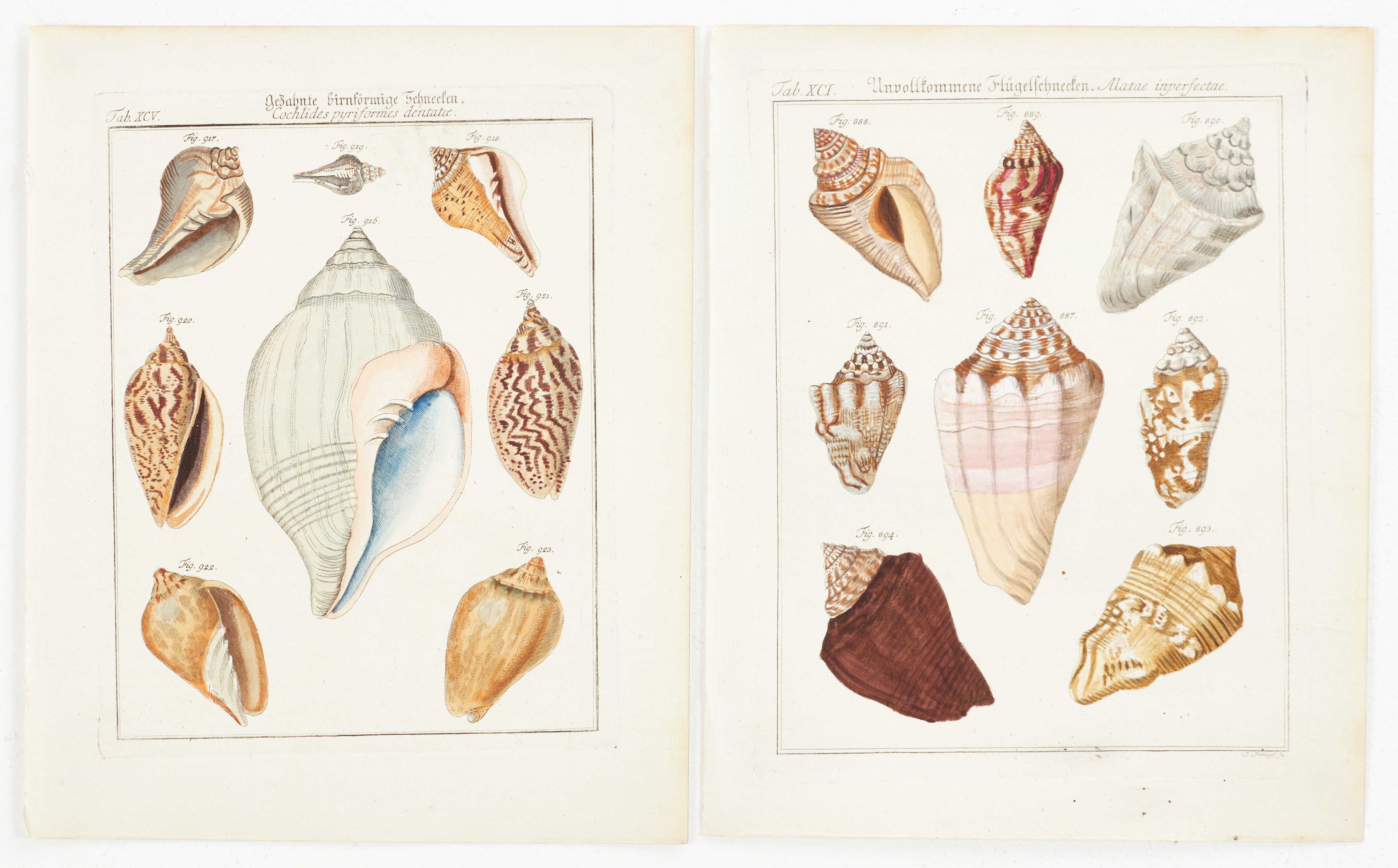MARTINI, (2) illustrationer av snäckor, ur "Neues systematisches Conchylien-Cabinet ", Vol III, 1777.