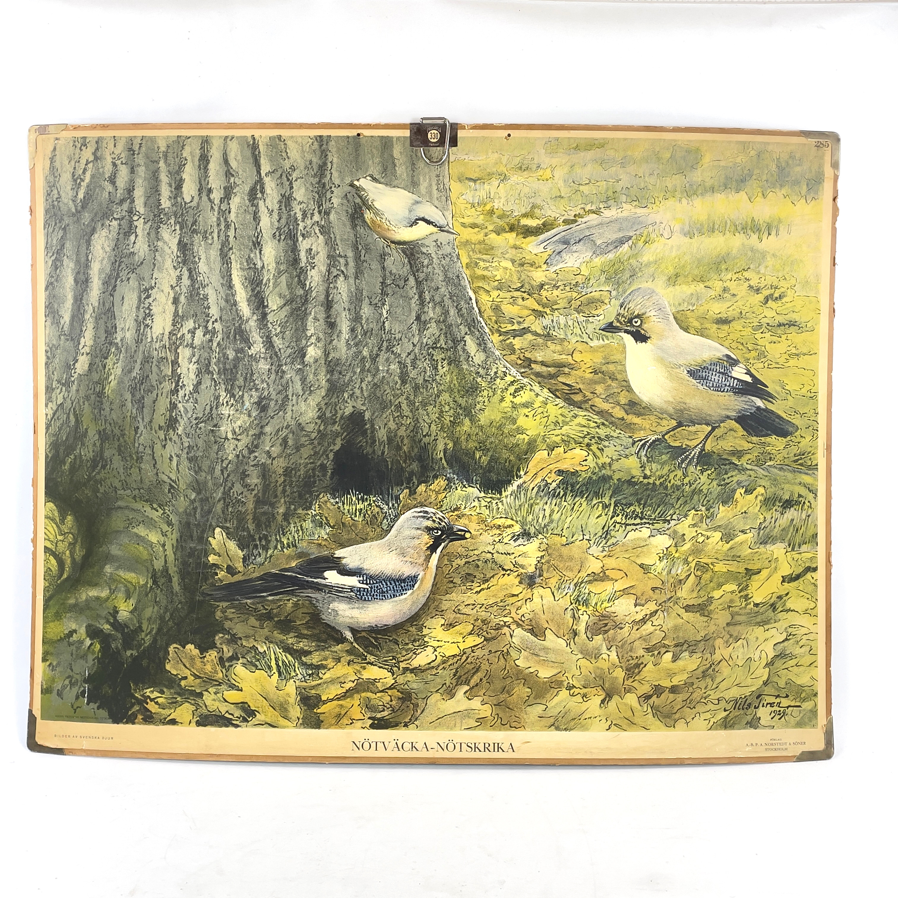 SKOLPLANSCH. Efter Nils Tirén, "Nötväcka-Nötskrika", Iduns Tryckeri Aktiebolag, Stockholm.