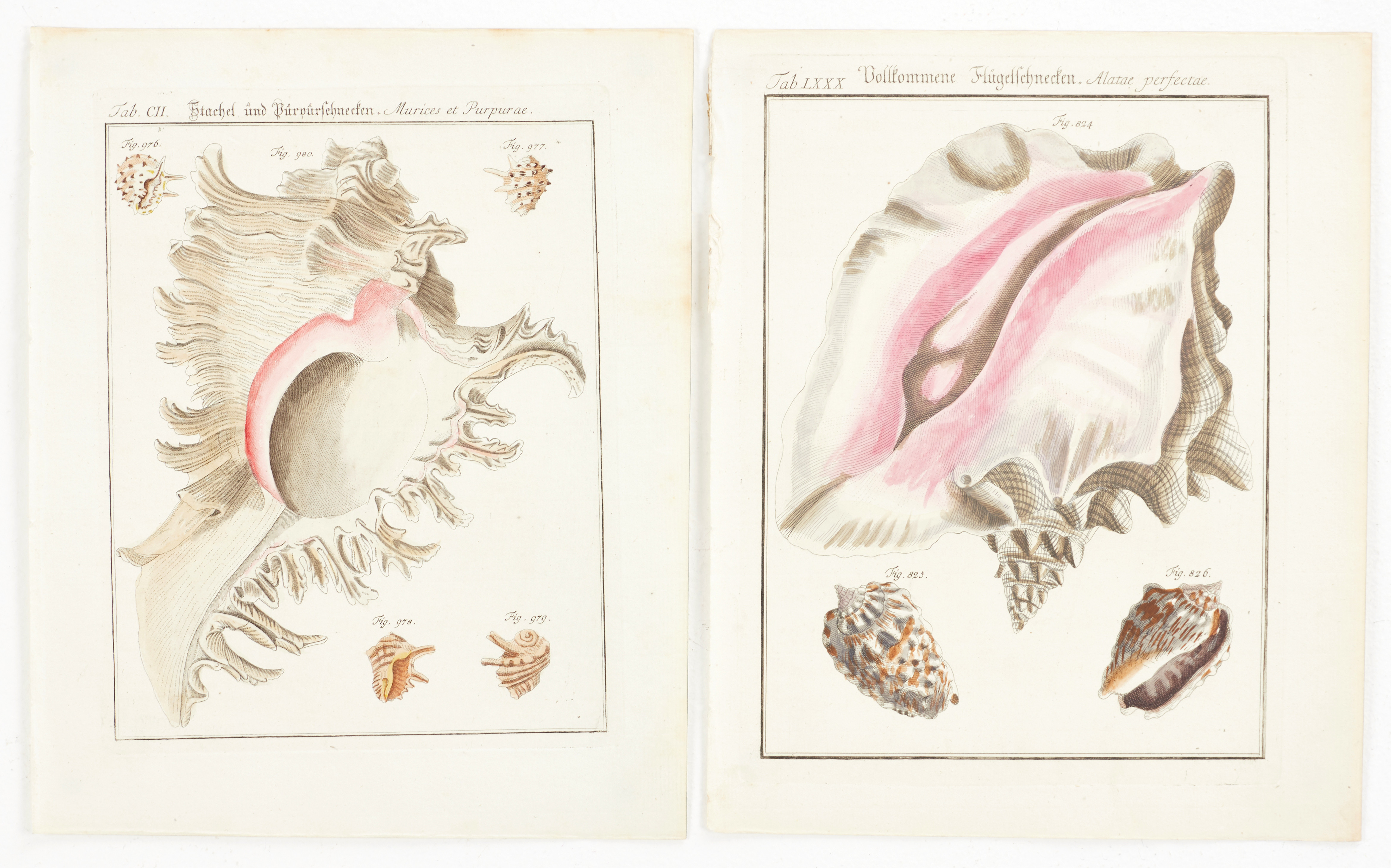 MARTINI, (2) illustrationer av snäckor, ur "Neues systematisches Conchylien-Cabinet ", Vol III, 1777.
