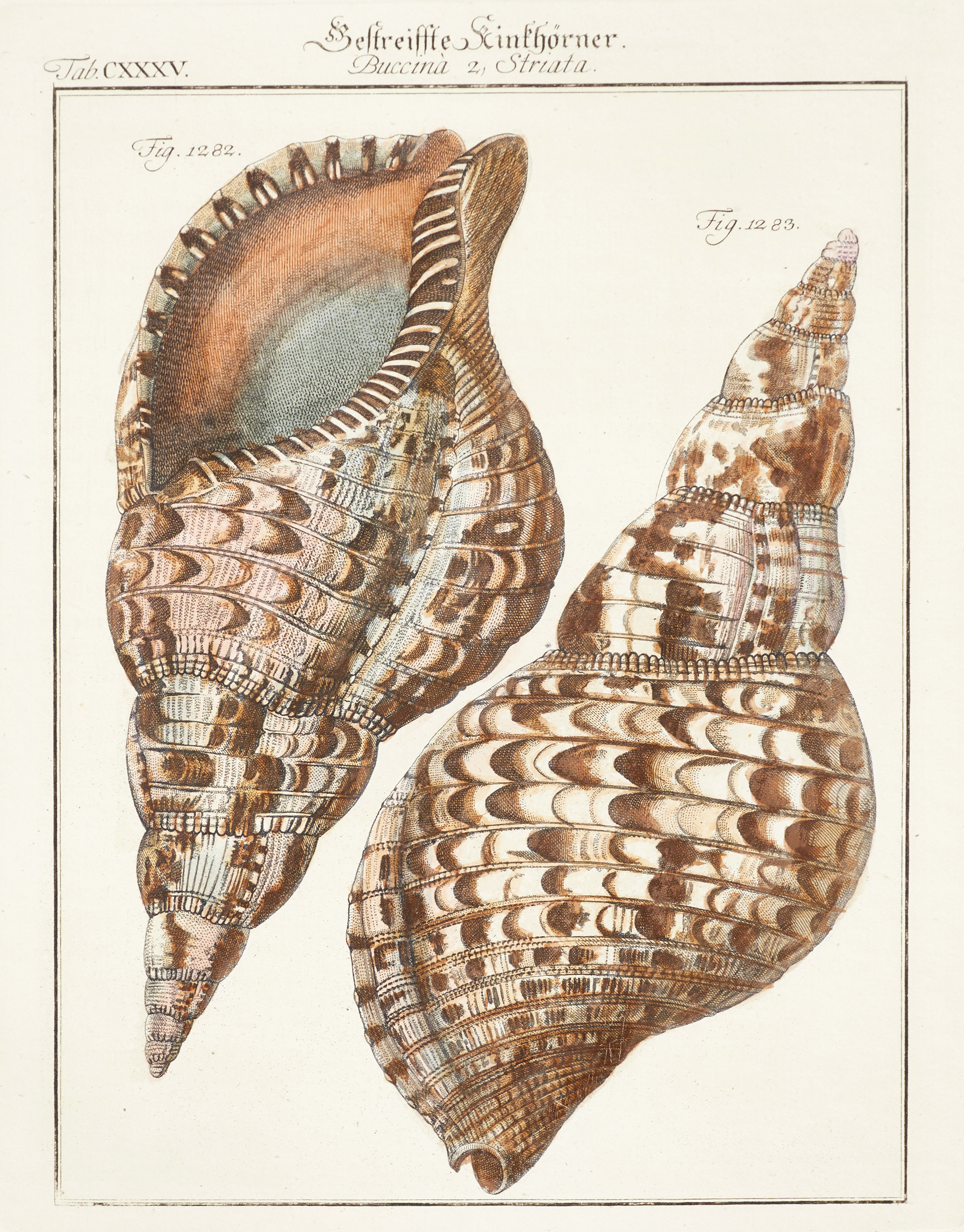 CHEMNITZ, (2) illustrationer av snäckor, ur "Neues systematisches Conchylien-Cabinet ", Vol IV, 1780.