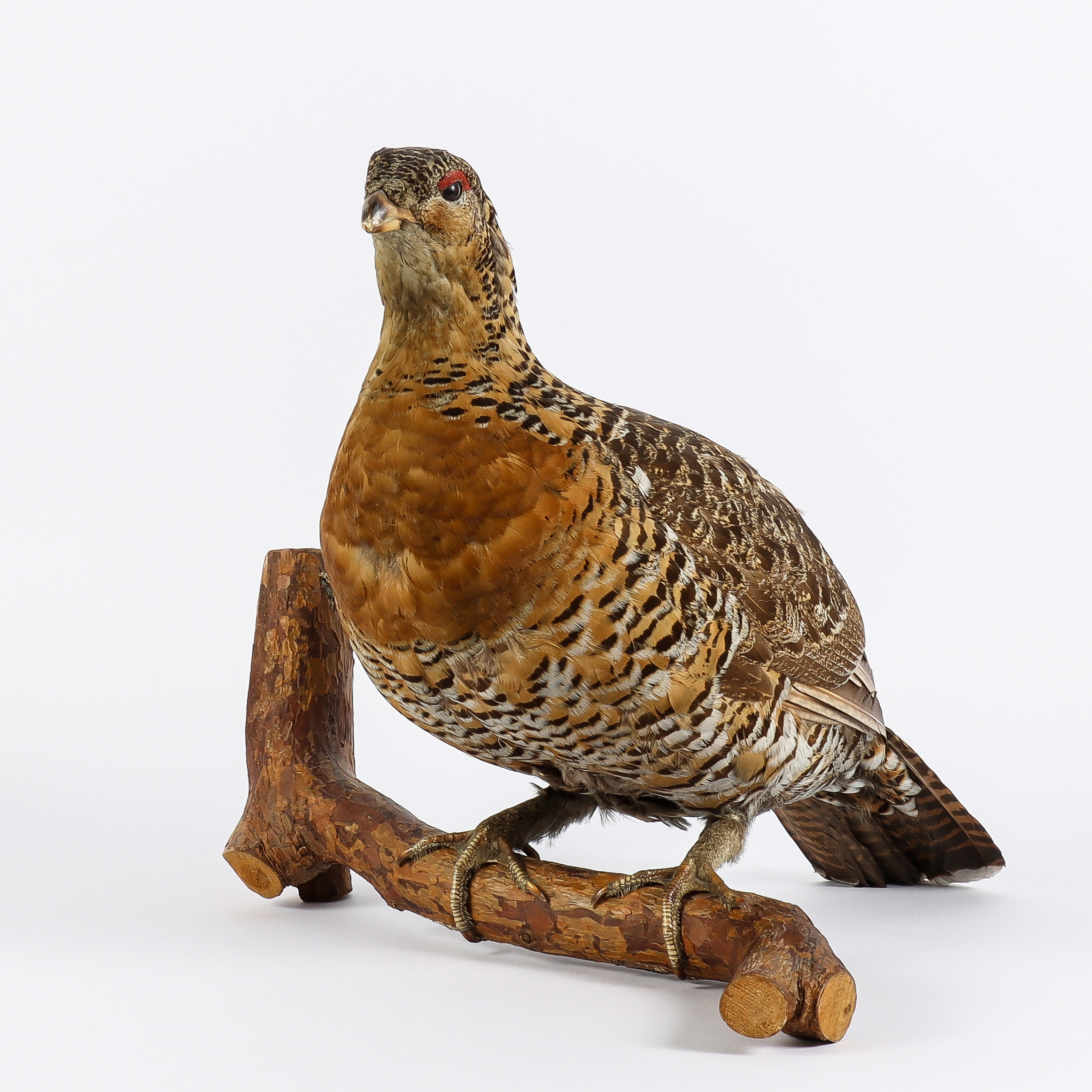 FÅGEL, Tjäderhöna, uppstoppad.