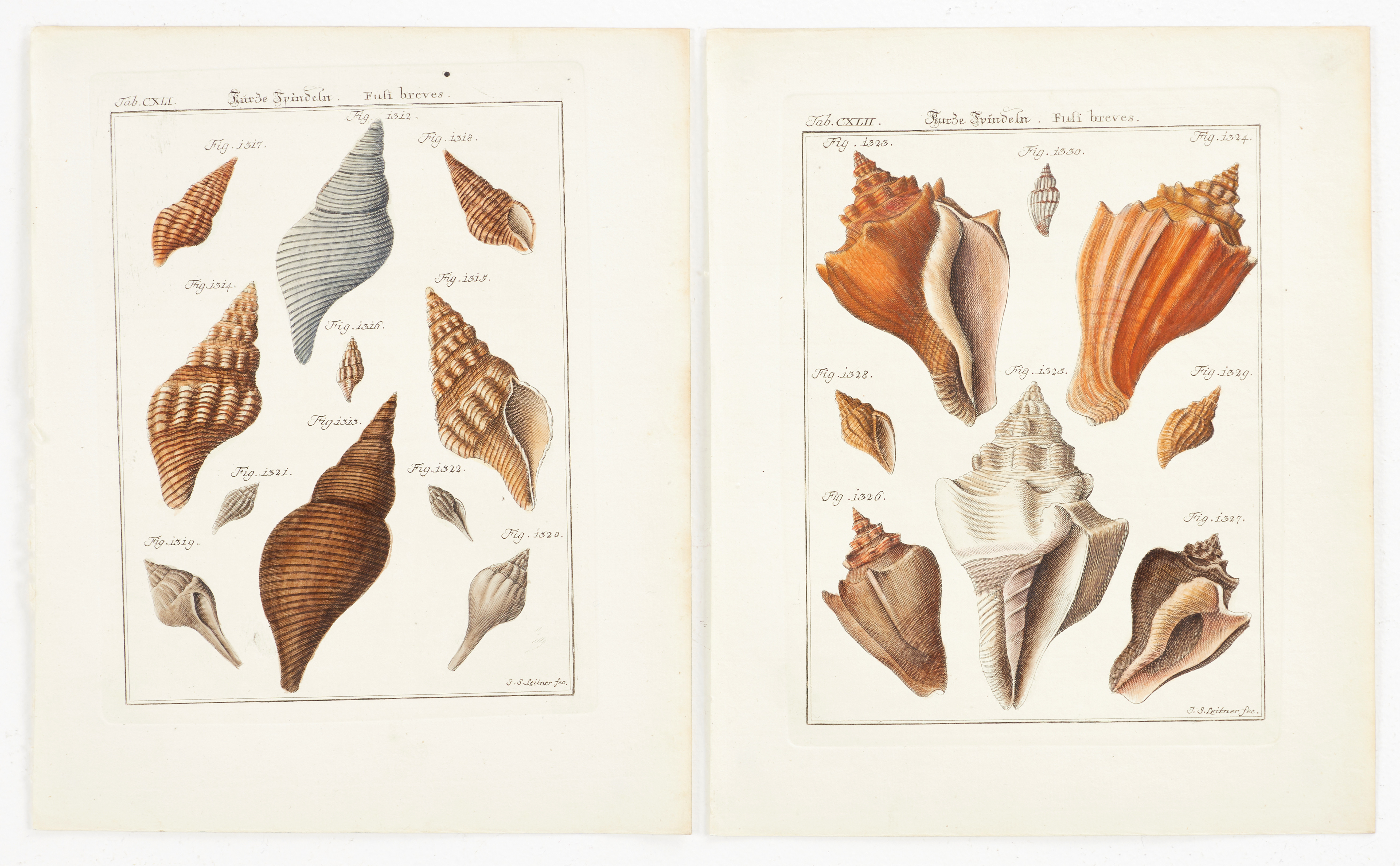 CHEMNITZ, (2) illustrationer av snäckor, ur "Neues systematisches Conchylien-Cabinet ", Vol IV, 1780.
