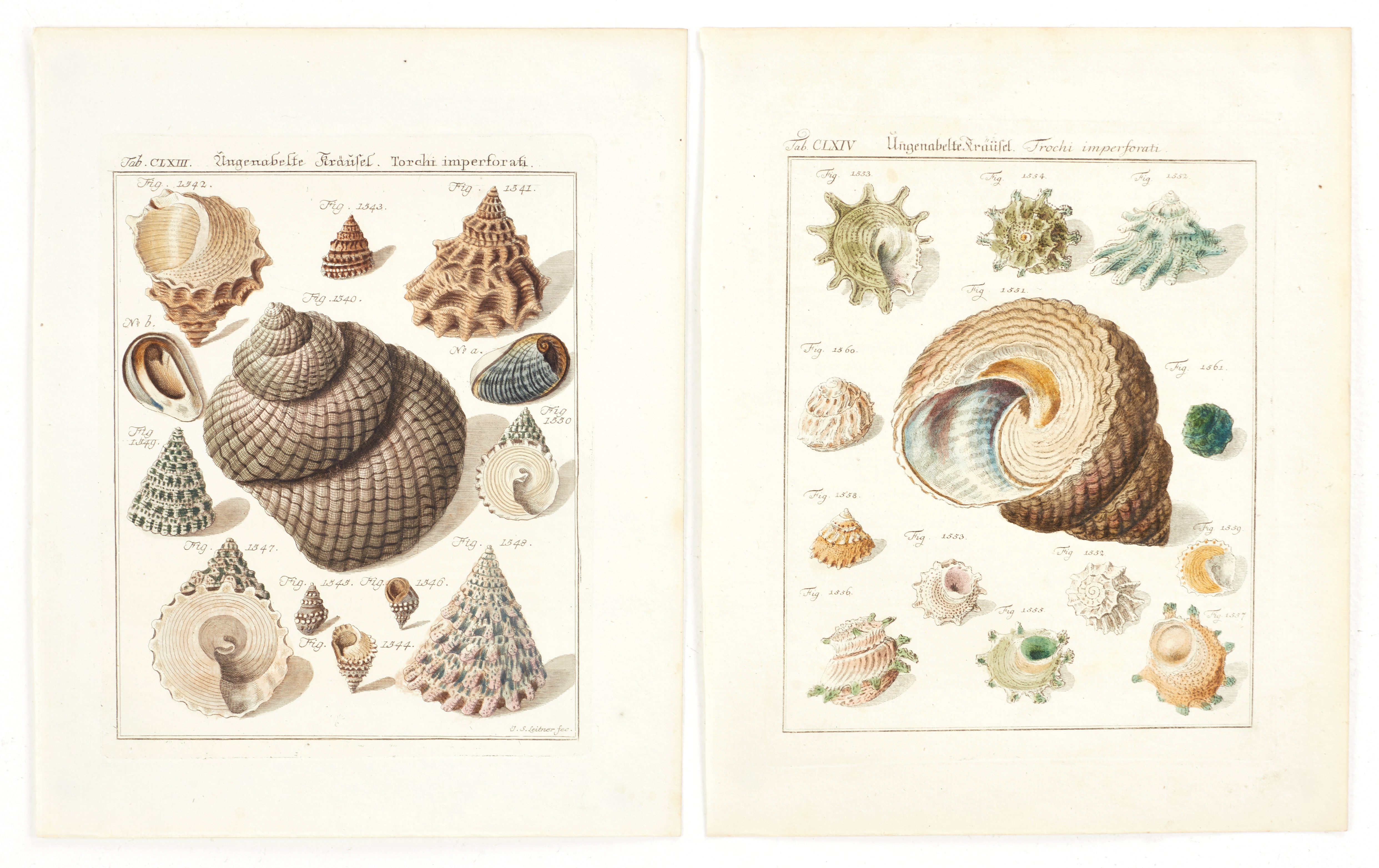 CHEMNITZ, (2) illustrationer av snäckor, ur "Neues systematisches Conchylien-Cabinet ", Vol V, 1781.