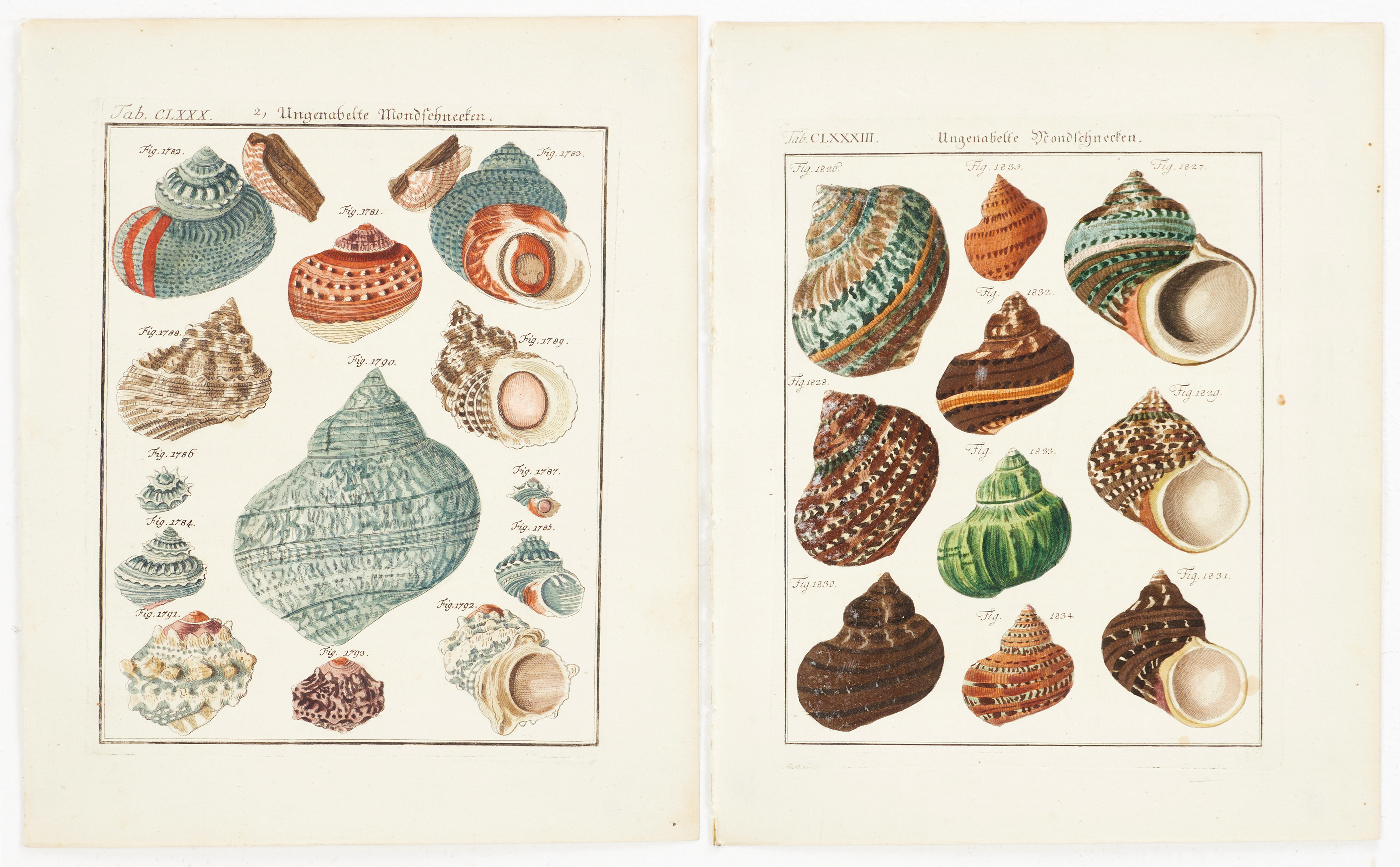 CHEMNITZ, (2) illustrationer av snäckor, ur "Neues systematisches Conchylien-Cabinet ", Vol V, 1781.