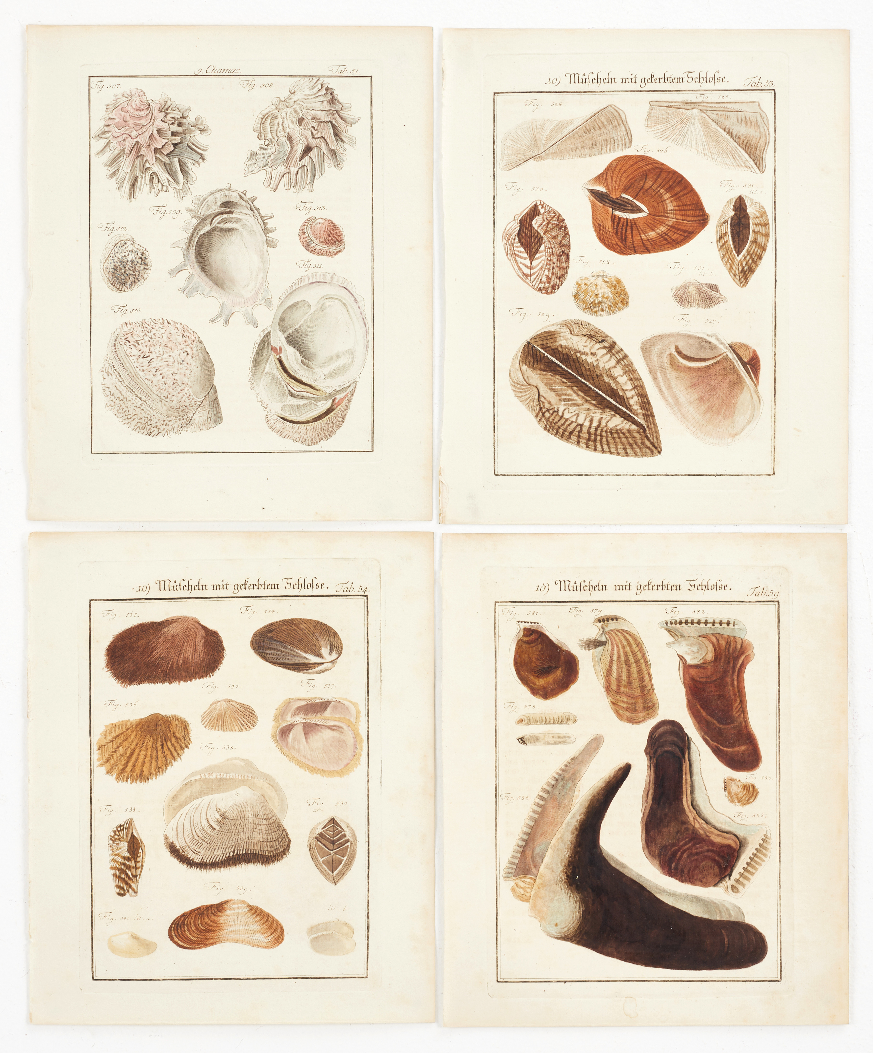 CHEMNITZ, (4) illustrationer av musslor, ur "Neues systematisches Conchylien-Cabinet ", Vol VII, 1784.