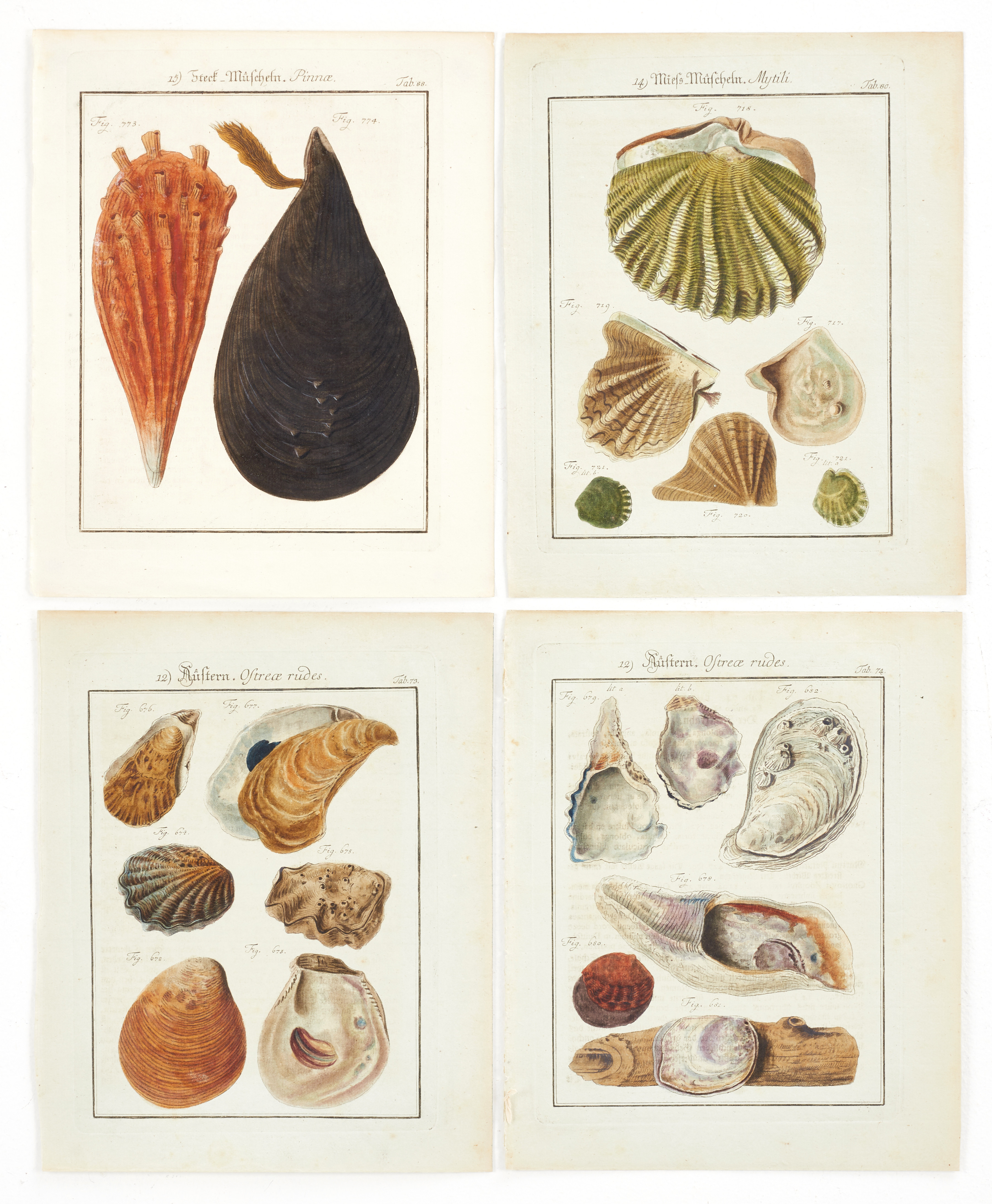 CHEMNITZ, (4) illustrationer av ostron och musslor, ur "Neues systematisches Conchylien-Cabinet ", Vol VIII, 1785.