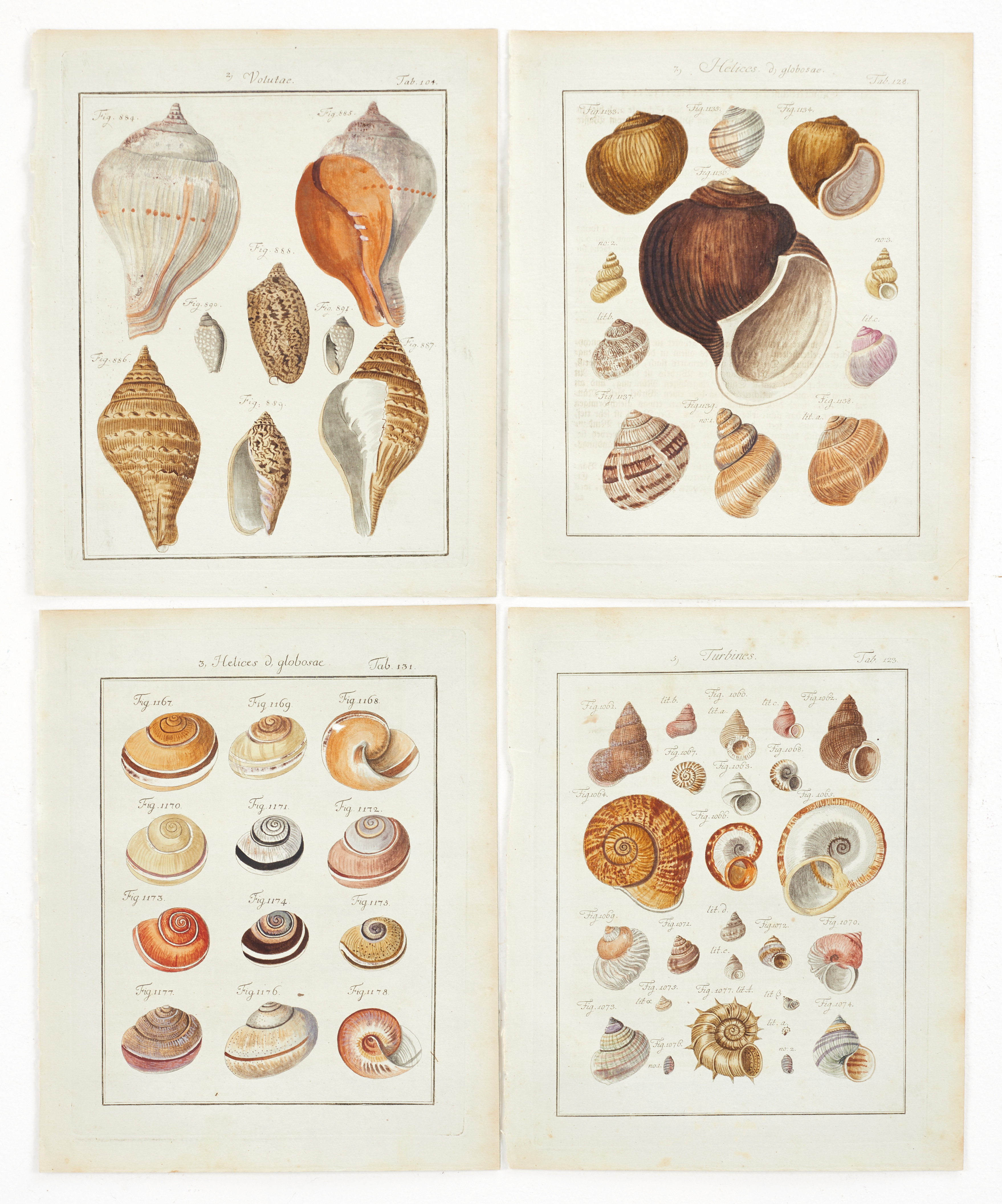 CHEMNITZ, (4) illustrationer av snäckor, ur "Neues systematisches Conchylien-Cabinet ", Vol IX, 1786.