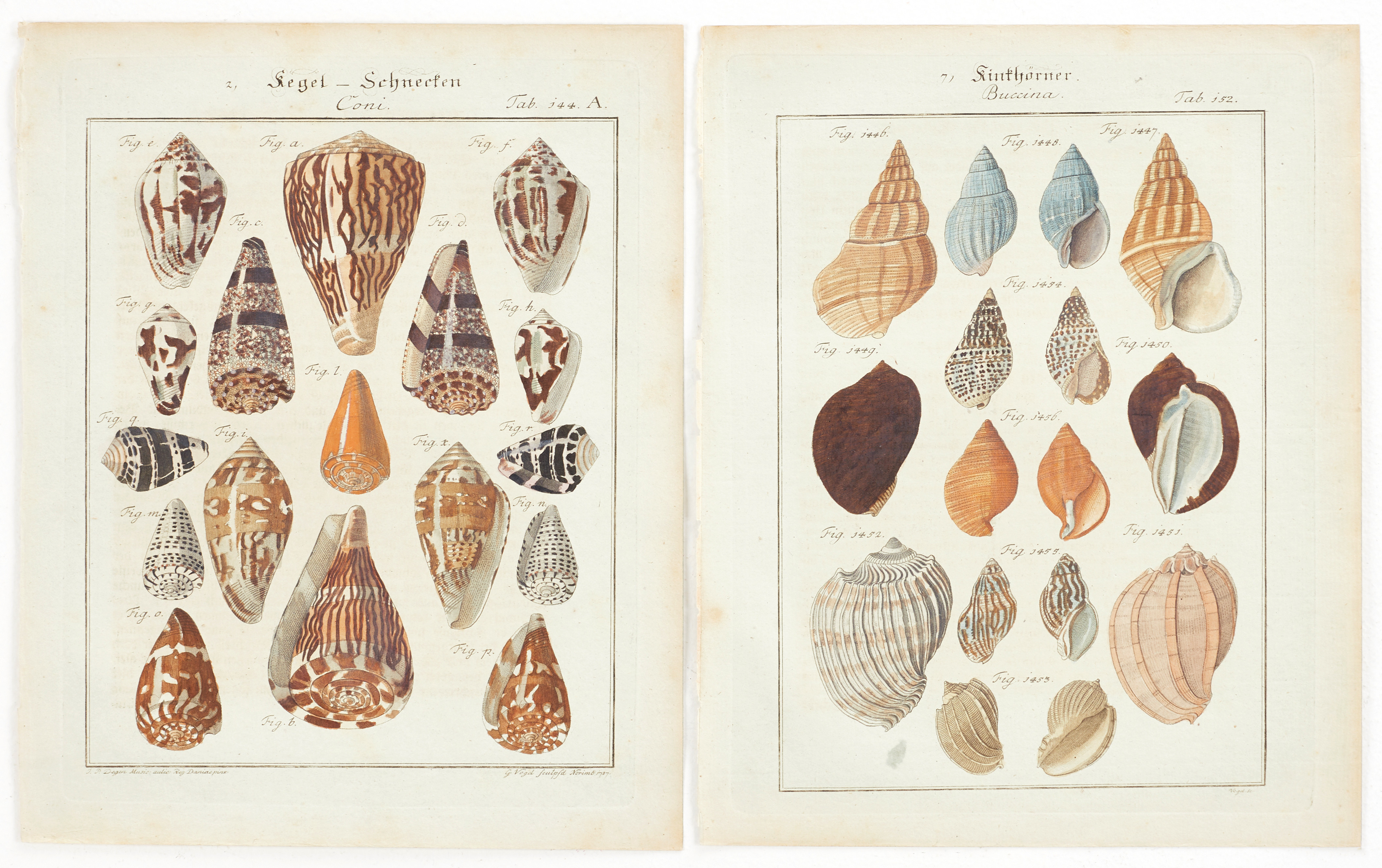 CHEMNITZ, (3) illustrationer av snäckor, ur "Neues systematisches Conchylien-Cabinet ", Vol X, 1788.