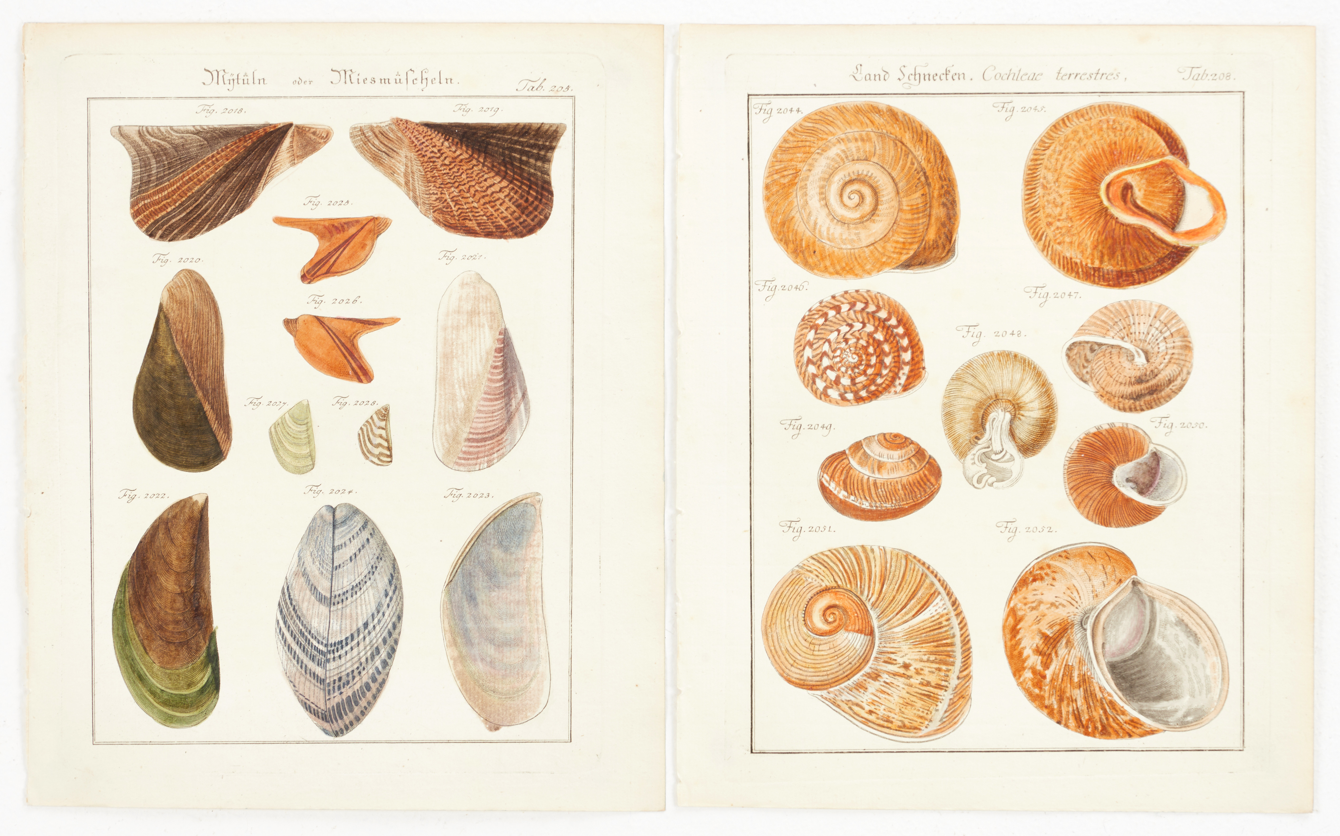 CHEMNITZ, (2) illustrationer av musslor och snäckor, ur "Neues systematisches Conchylien-Cabinet ", Vol XI, 1795.