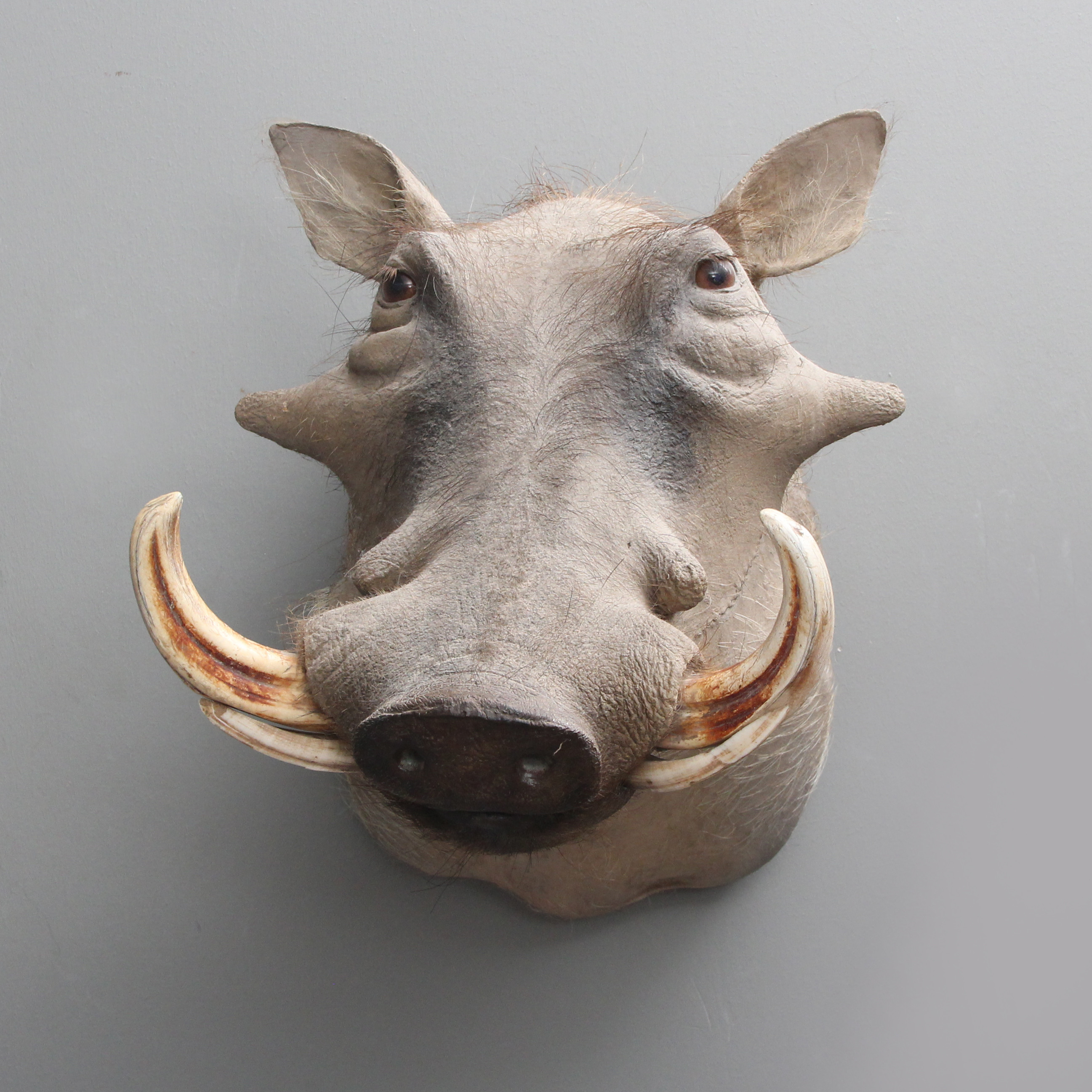 VÅRTSVIN/WARTHOG (Phacochoerus Africanus).