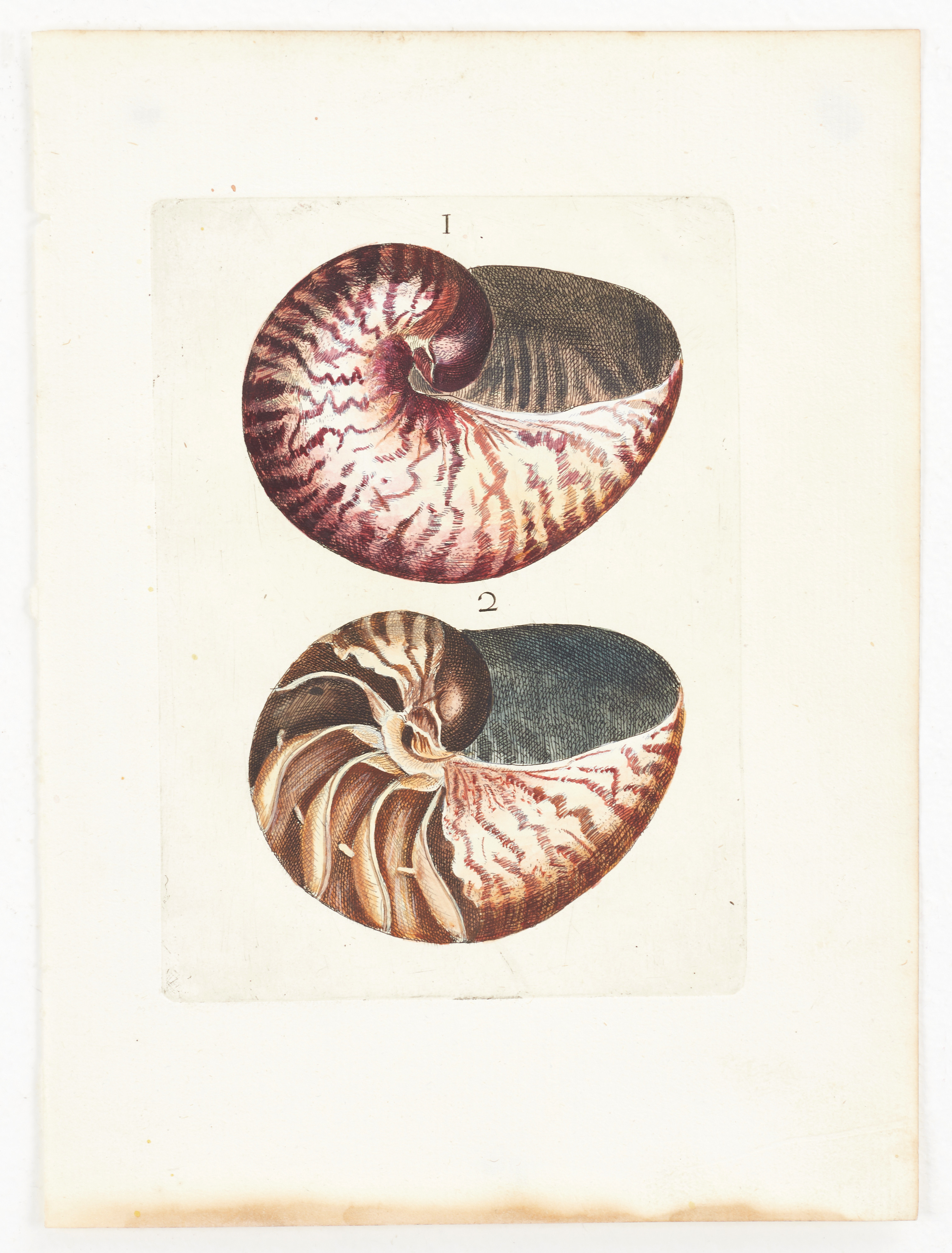 BONANNI, illustration av pärlbåtar, ur "Ricreatione dell' Occhio e della Mente nell' Osservationi delle Chioccole", 1681.