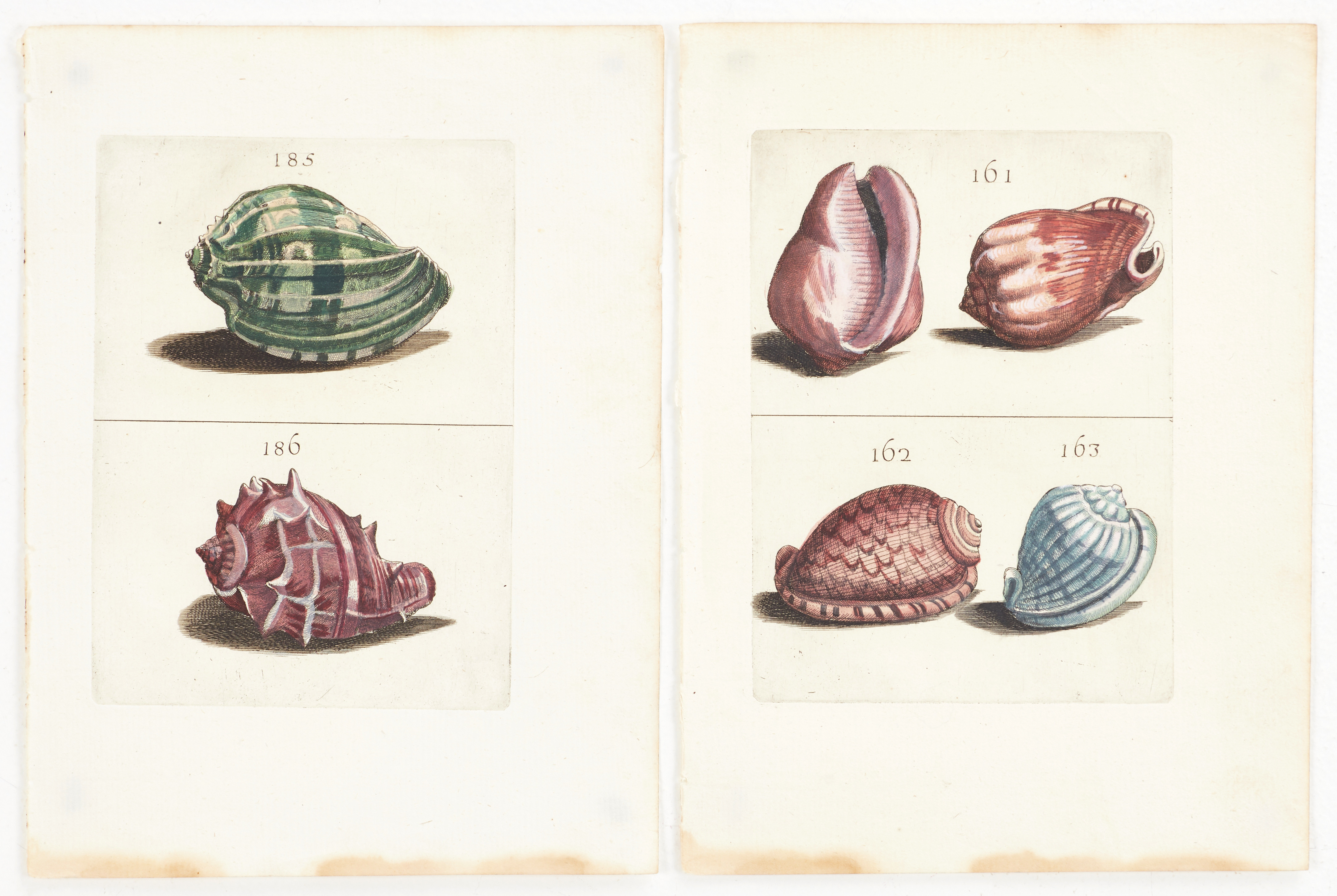 BONANNI, (2) illustrationer av snäckor, ur "Ricreatione dell' Occhio e della Mente nell' Osservationi delle Chioccole", 1681.
