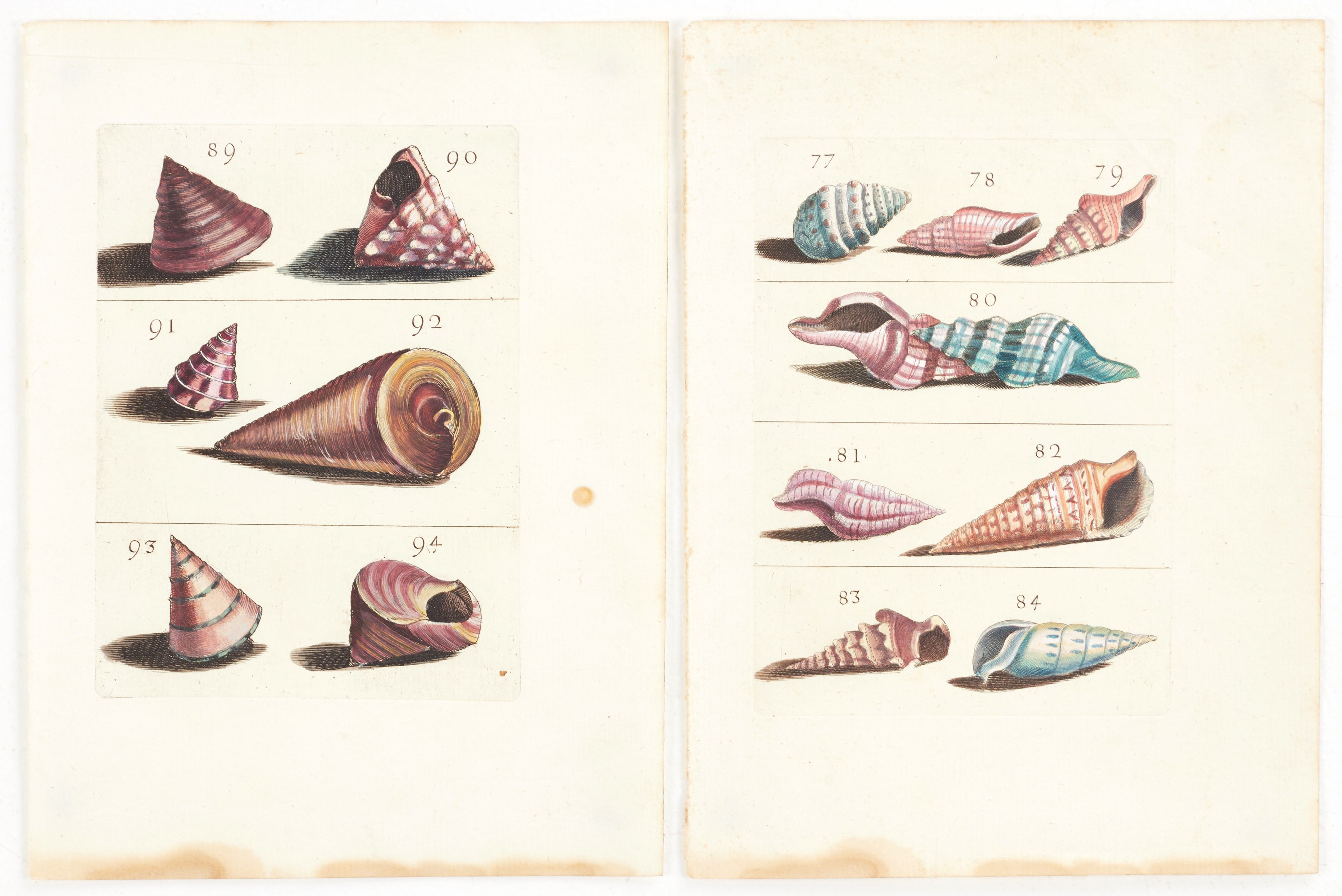 BONANNI, (2) illustrationer av snäckor, ur "Ricreatione dell' Occhio e della Mente nell' Osservationi delle Chioccole", 1681.