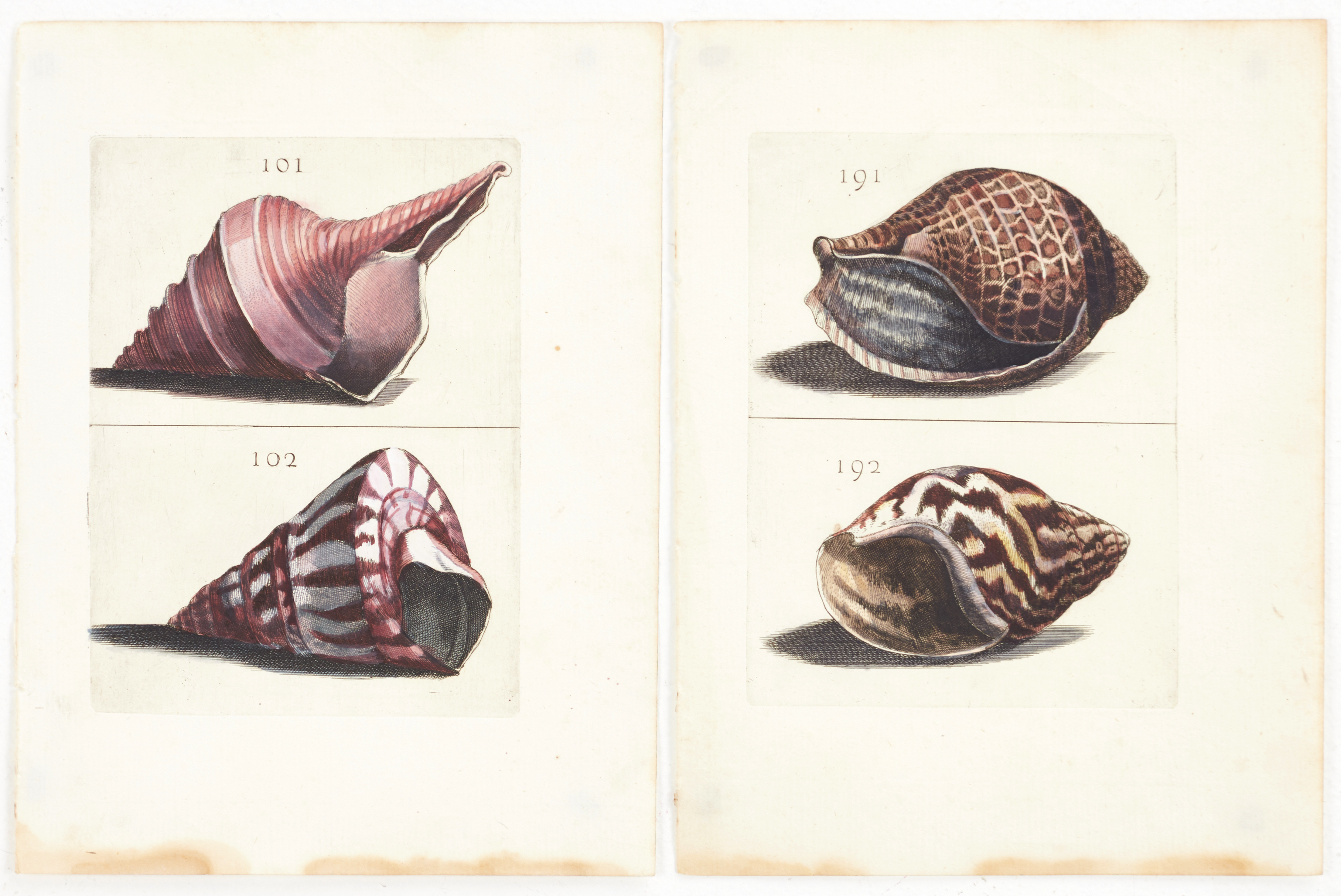 BONANNI, (2) illustrationer av snäckor, ur "Ricreatione dell' Occhio e della Mente nell' Osservationi delle Chioccole", 1681.