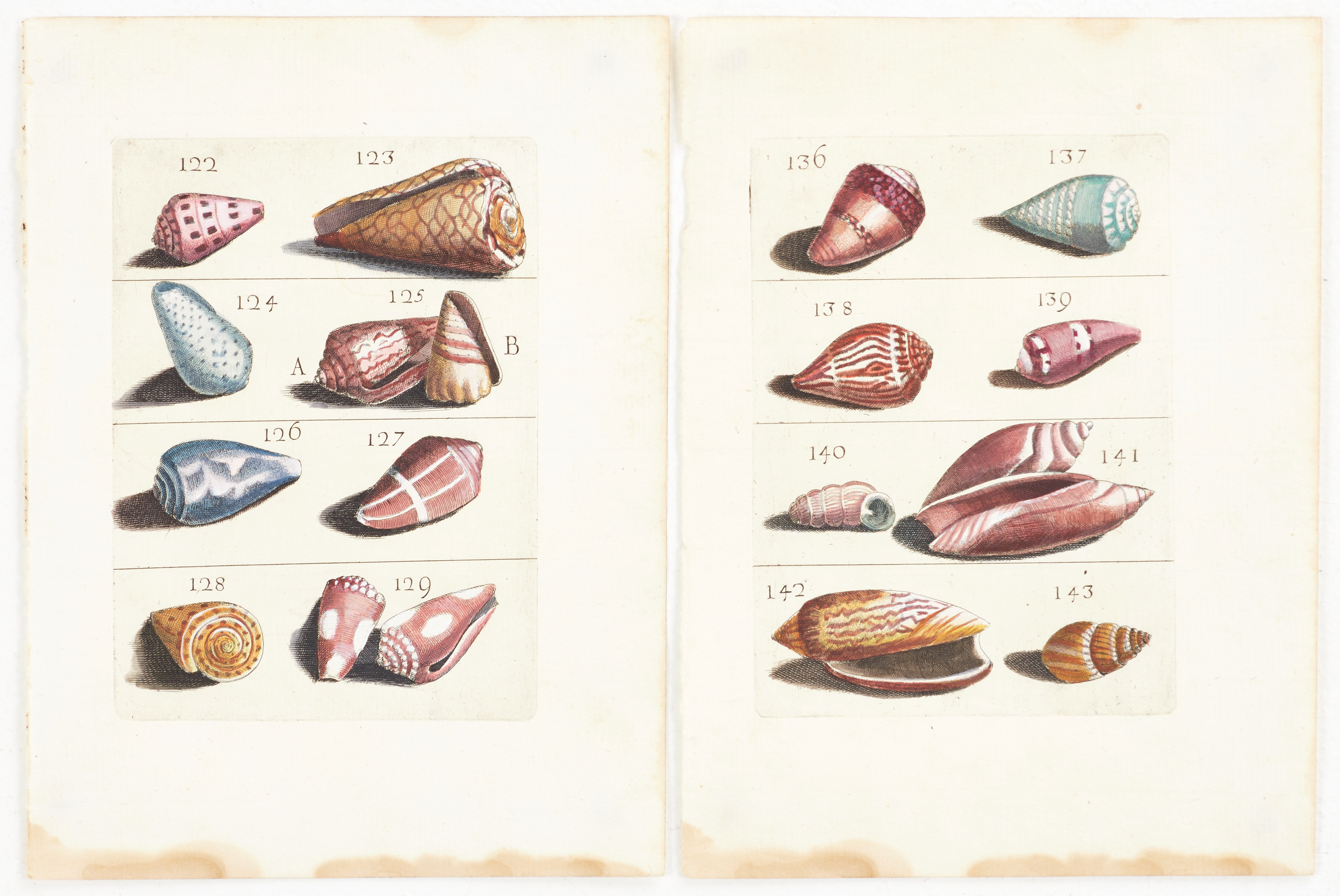 BONANNI, (2) illustrationer av snäckor, ur "Ricreatione dell' Occhio e della Mente nell' Osservationi delle Chioccole", 1681.