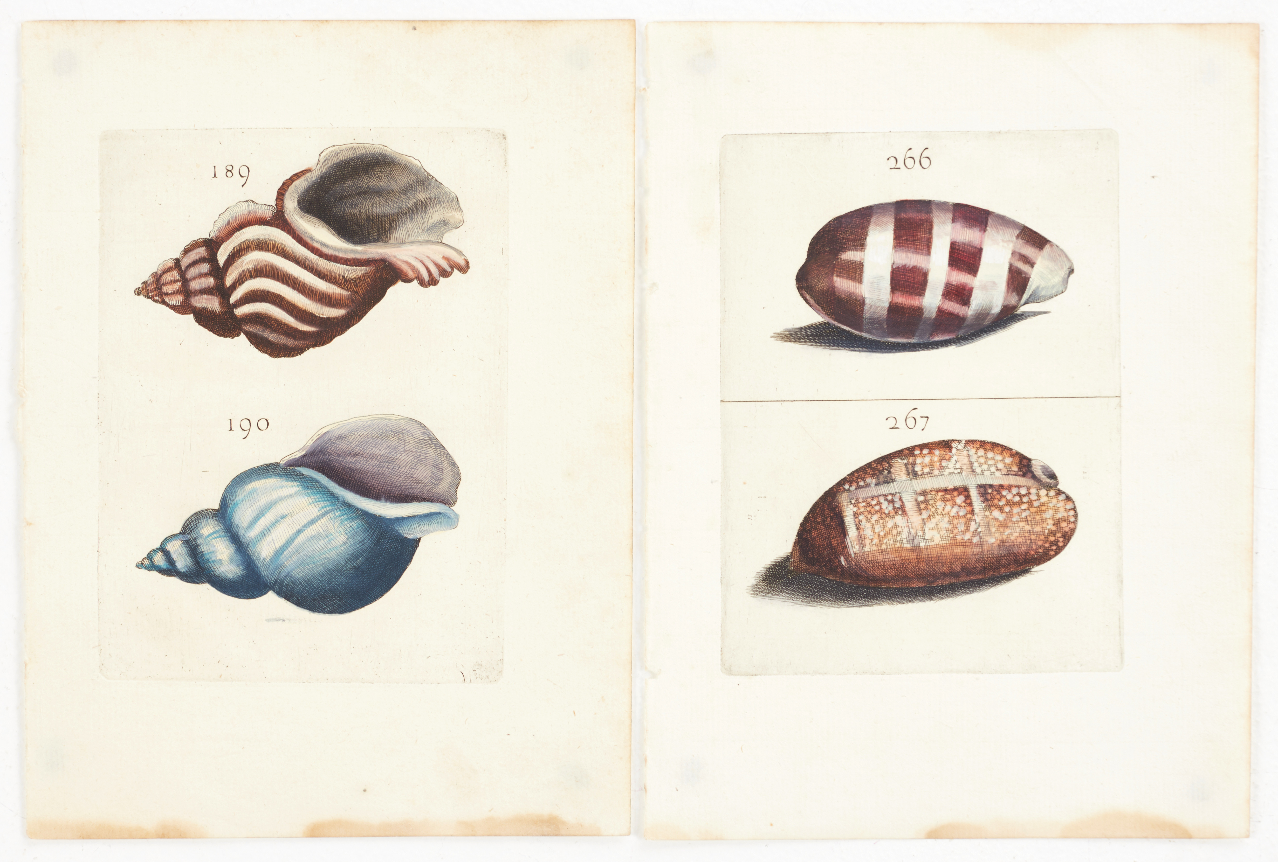 BONANNI, (2) illustrationer av snäckor, ur "Ricreatione dell' Occhio e della Mente nell' Osservationi delle Chioccole", 1681.