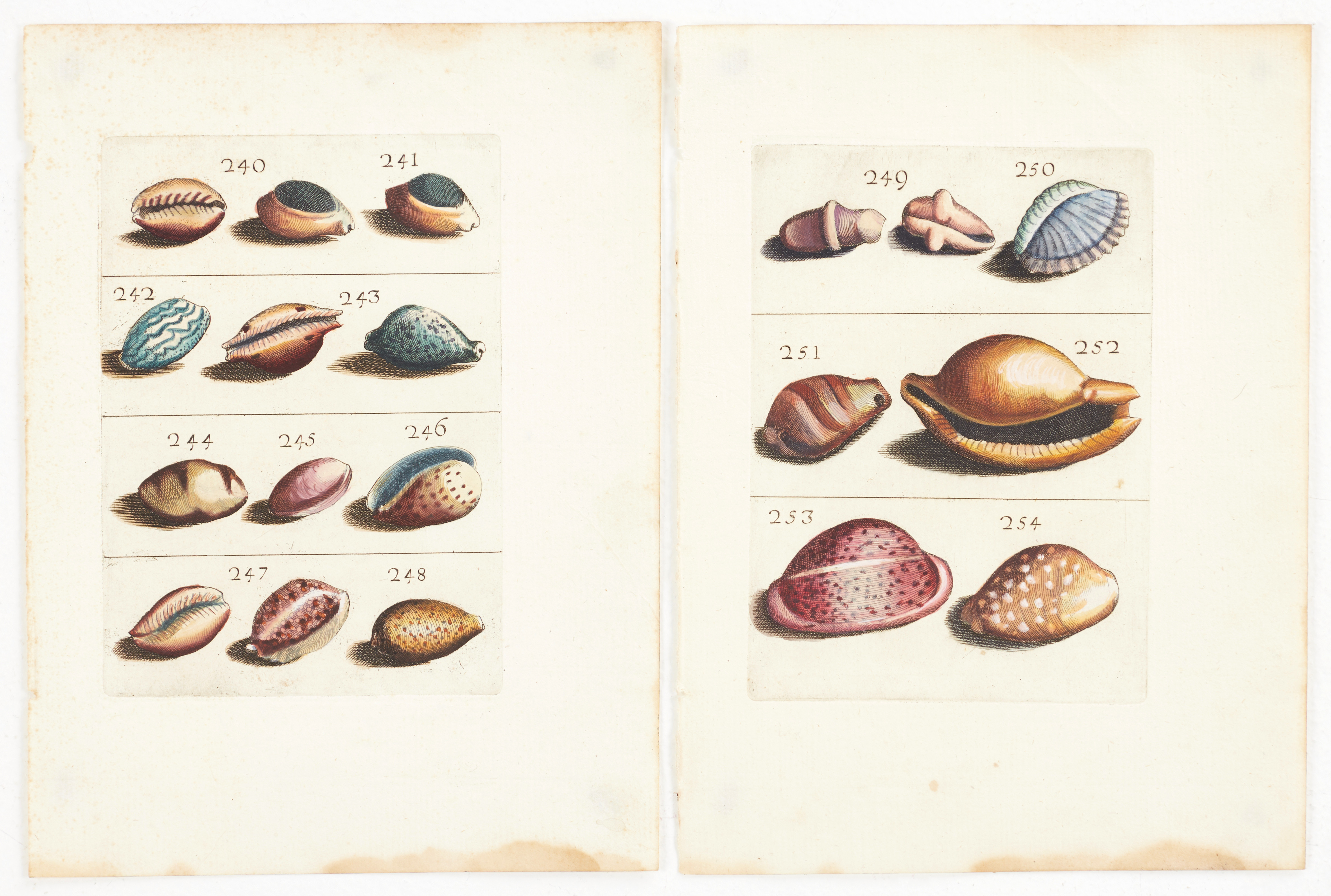 BONANNI, (2) illustrationer av snäckor, ur "Ricreatione dell' Occhio e della Mente nell' Osservationi delle Chioccole", 1681.