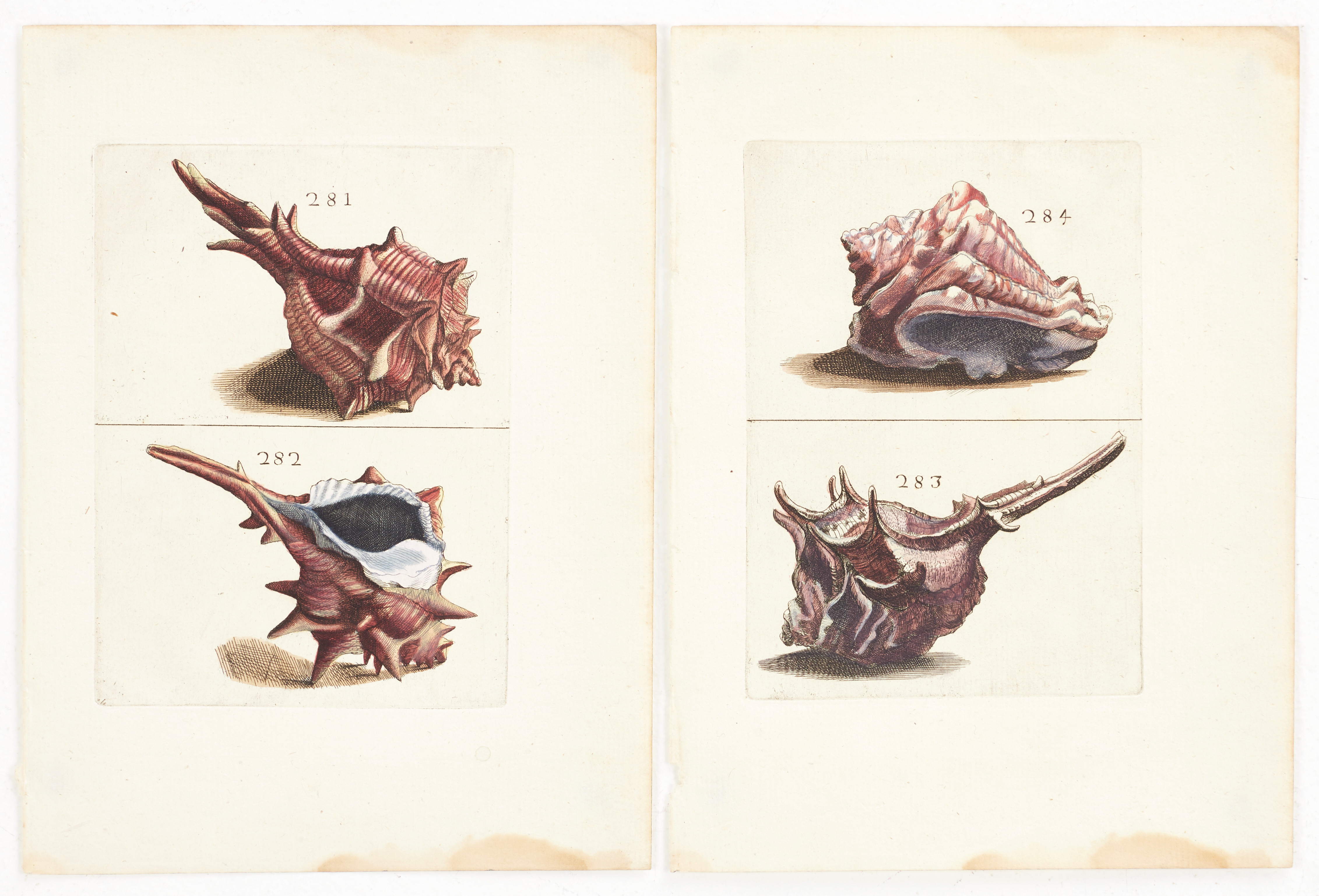 BONANNI, (2) illustrationer av snäckor, ur "Ricreatione dell' Occhio e della Mente nell' Osservationi delle Chioccole", 1681.