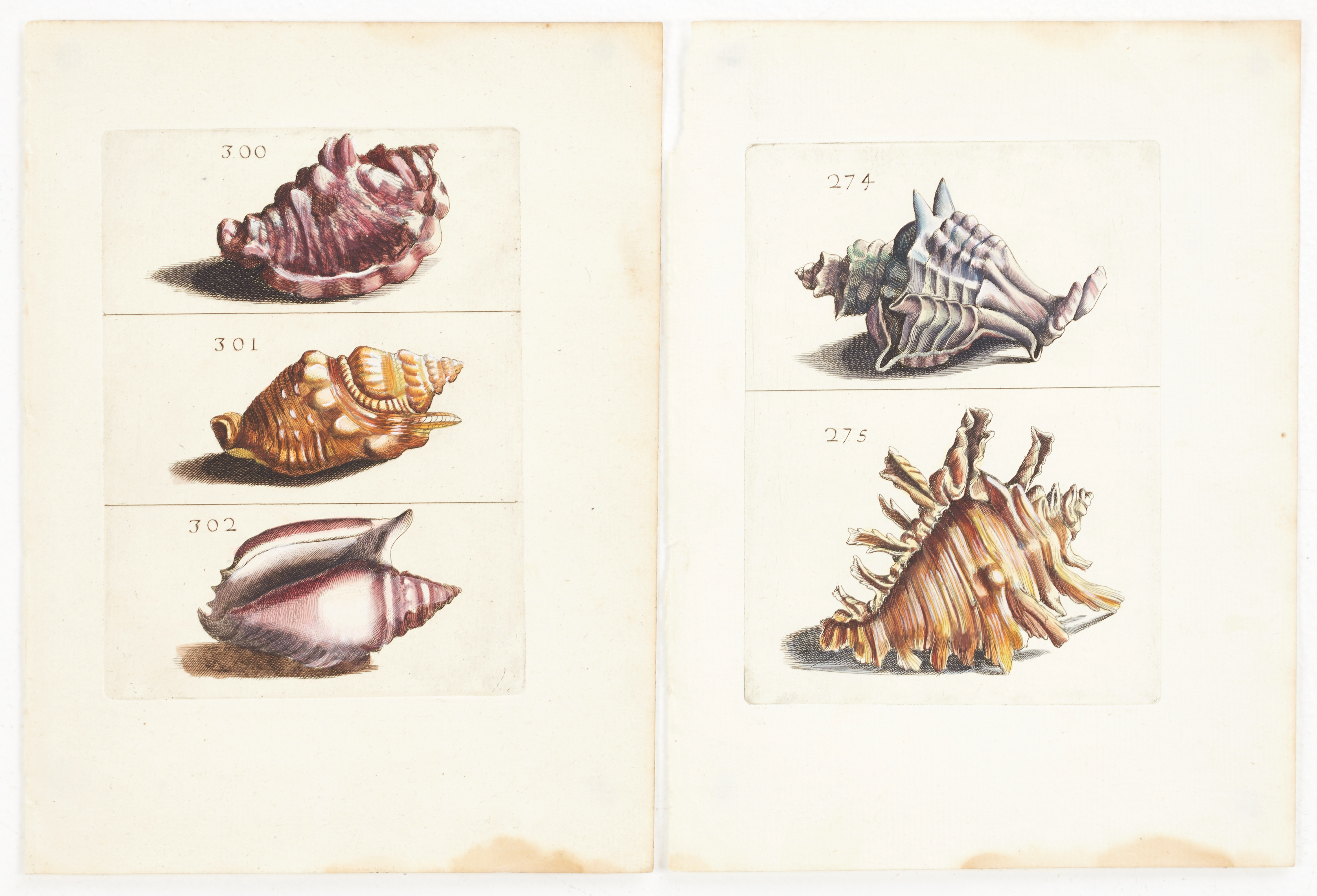 BONANNI, (2) illustrationer av snäckor, ur "Ricreatione dell' Occhio e della Mente nell' Osservationi delle Chioccole", 1681.