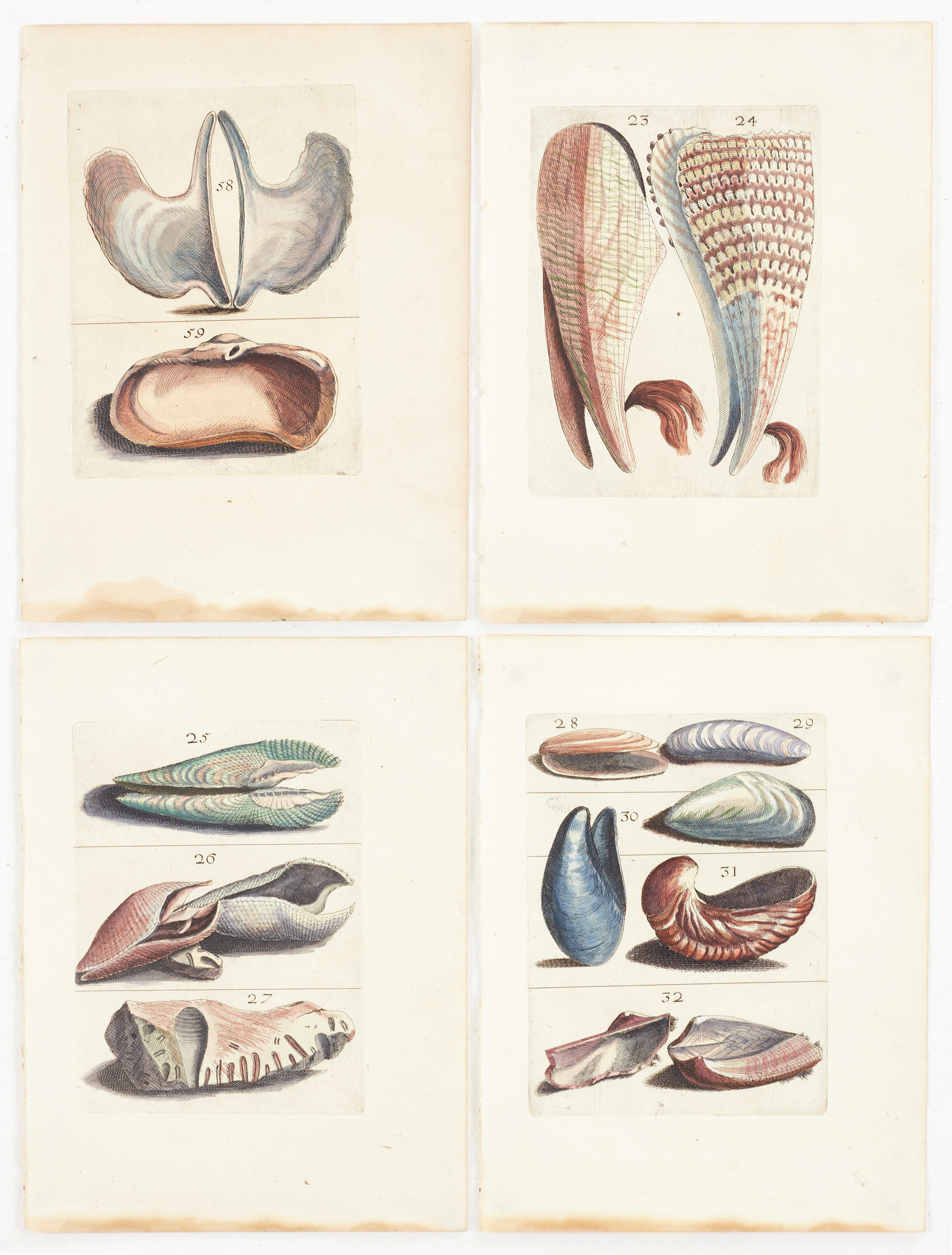 BONANNI, (4) illustrationer av musslor ur "Ricreatione dell' Occhio e della Mente nell' Osservationi delle Chioccole", 1681.